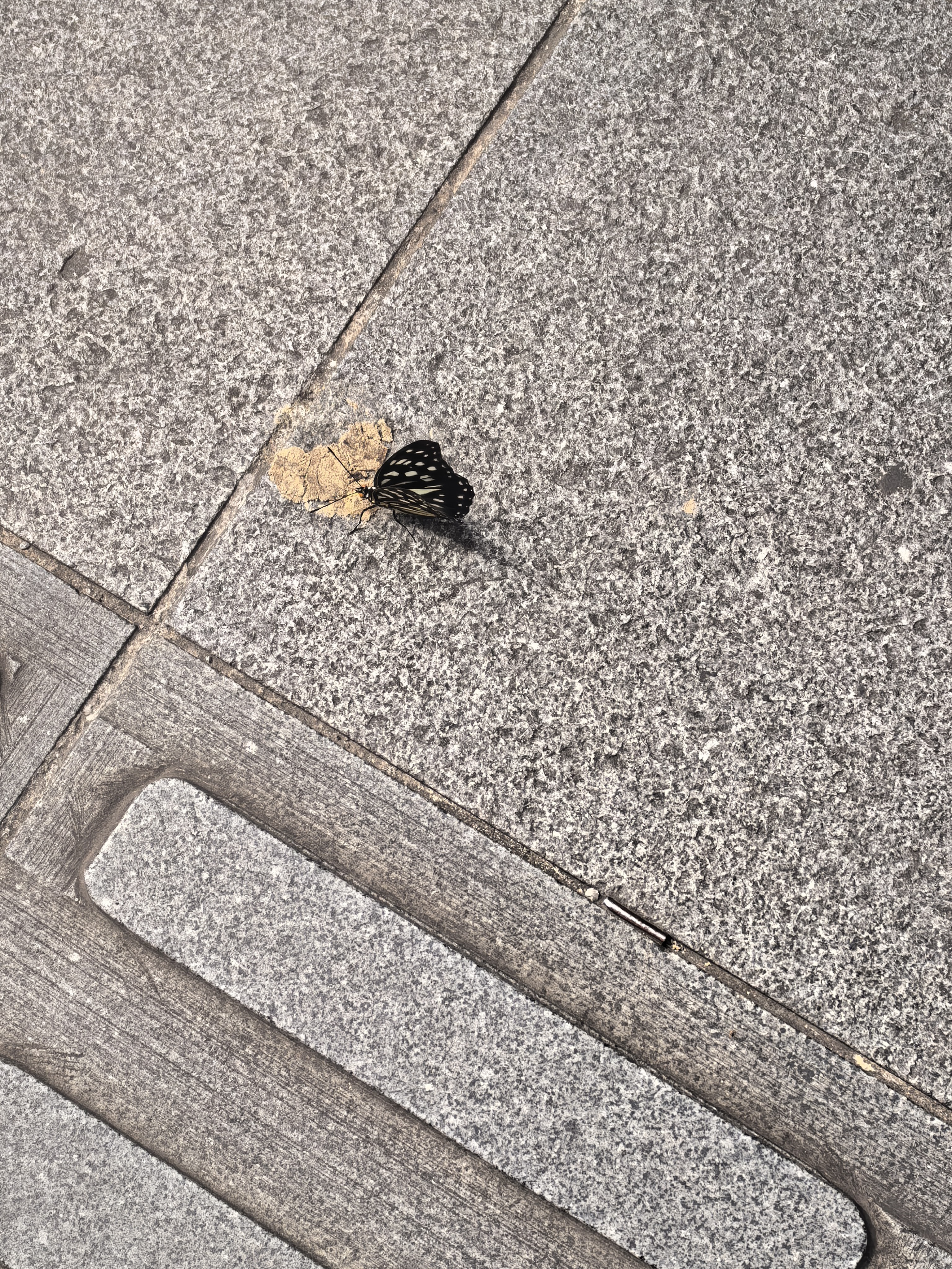 拟斑脉蛱蝶