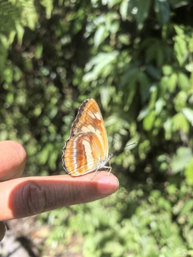 折环蛱蝶