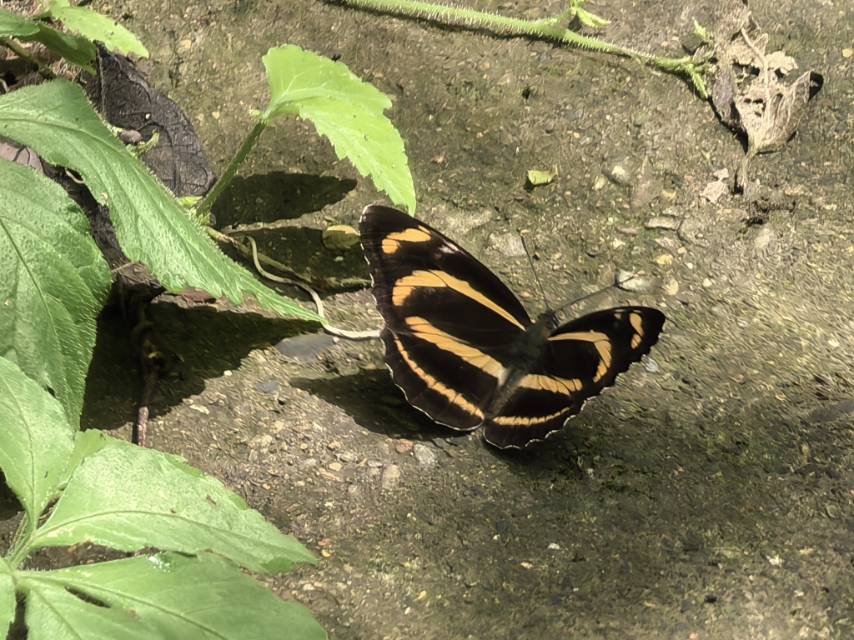 蔼菲蛱蝶