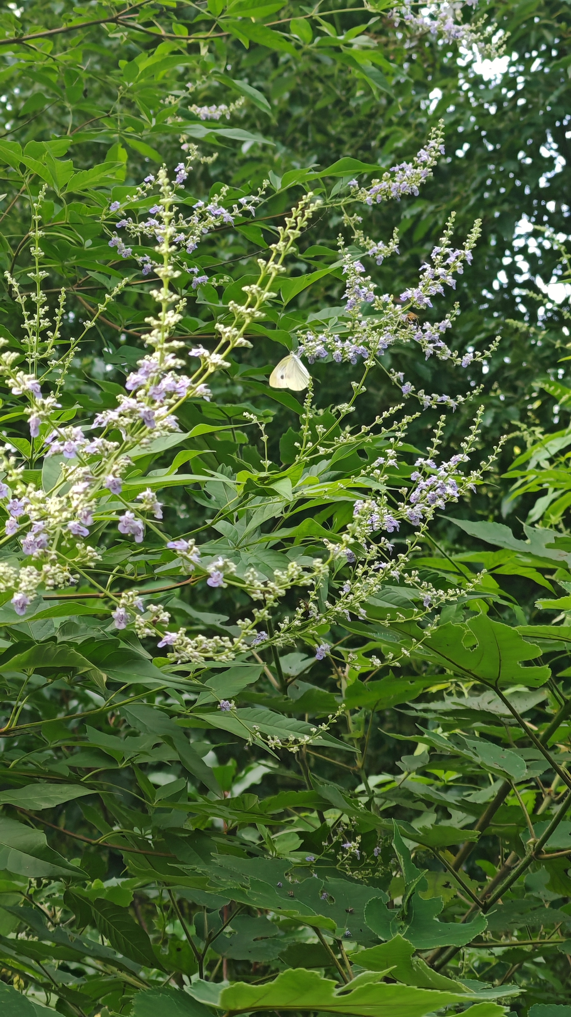 菜粉蝶