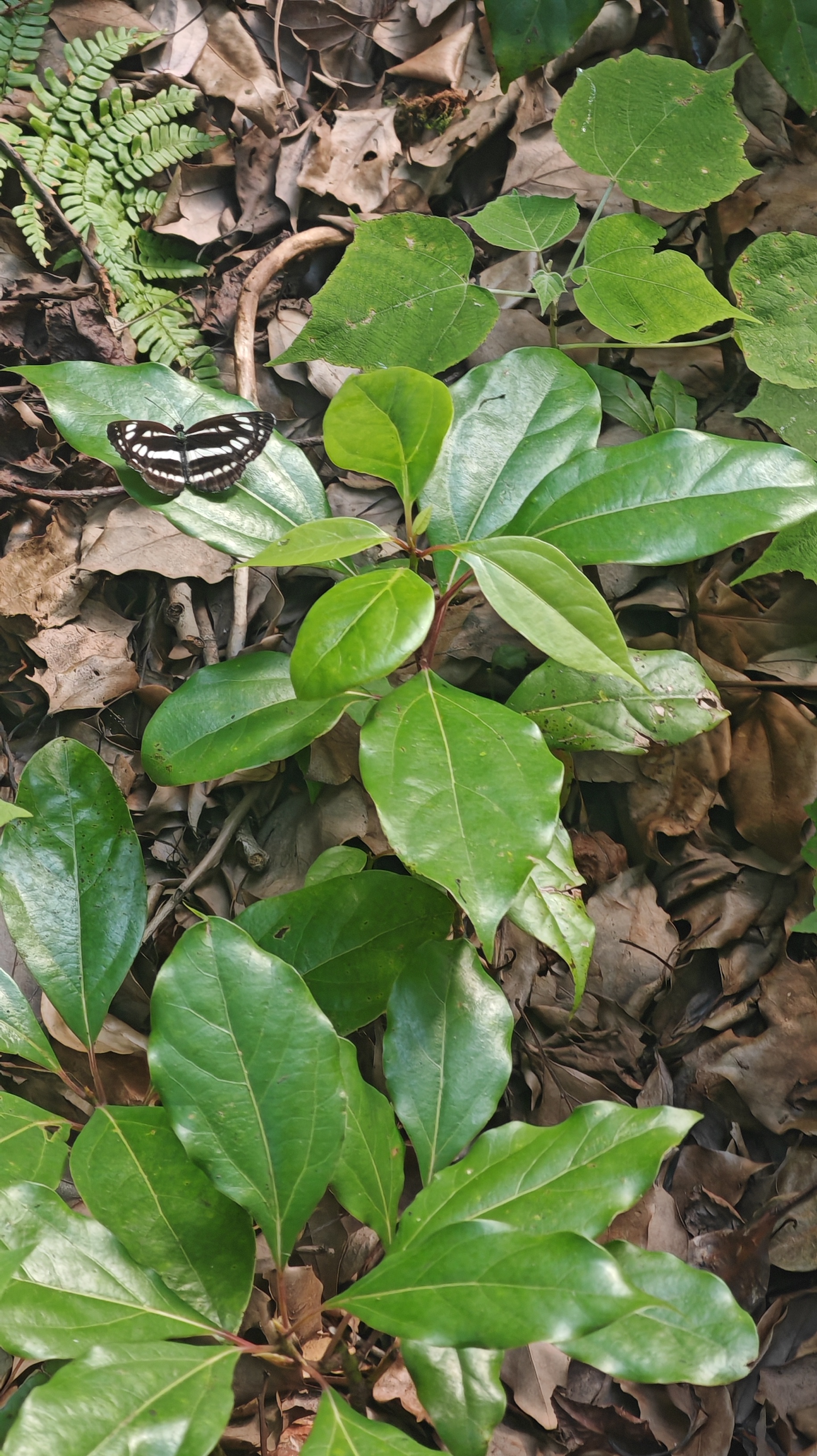 小环蛱蝶