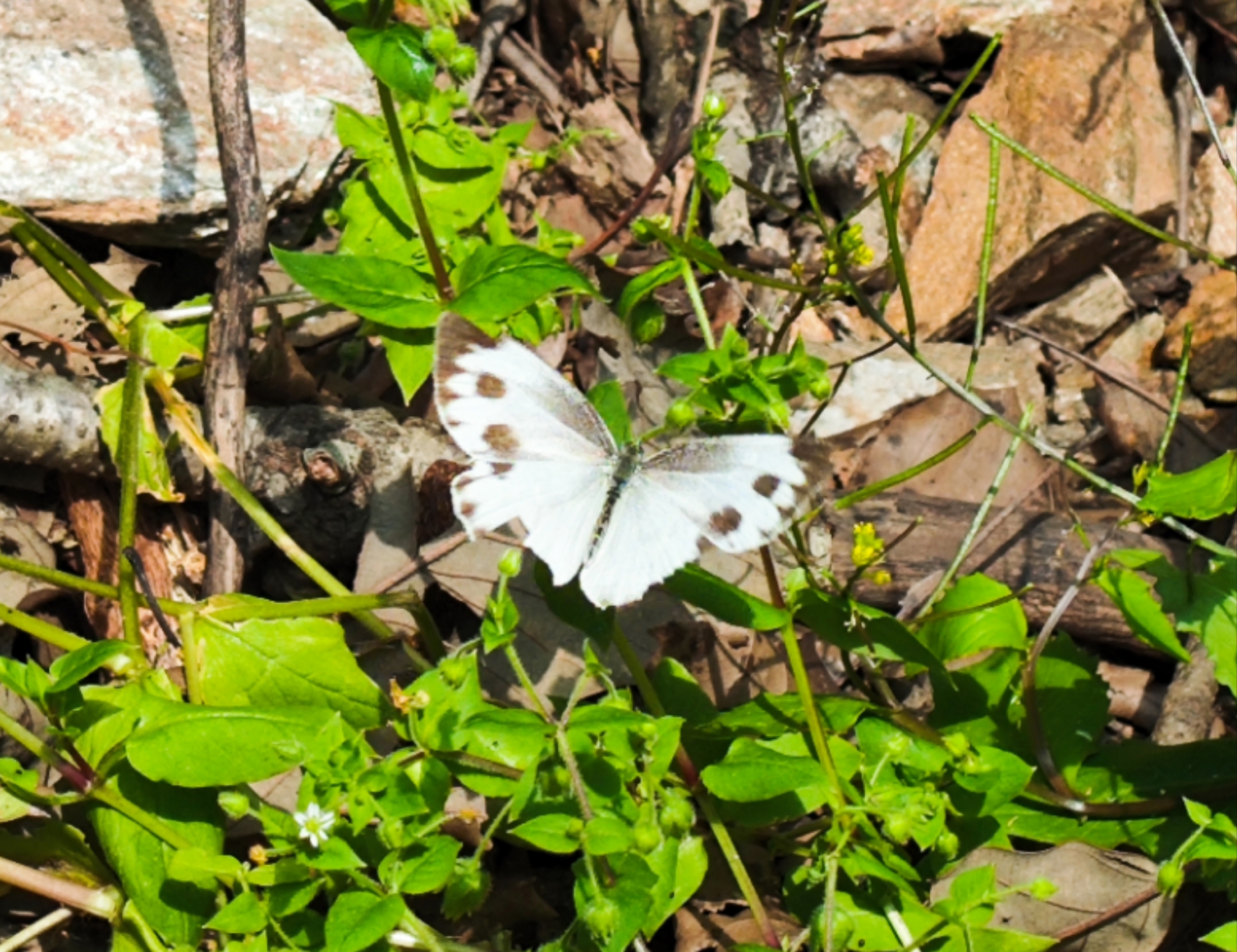东方菜粉蝶