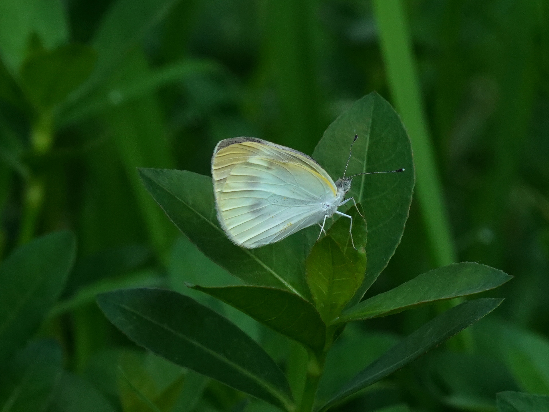 菜粉蝶