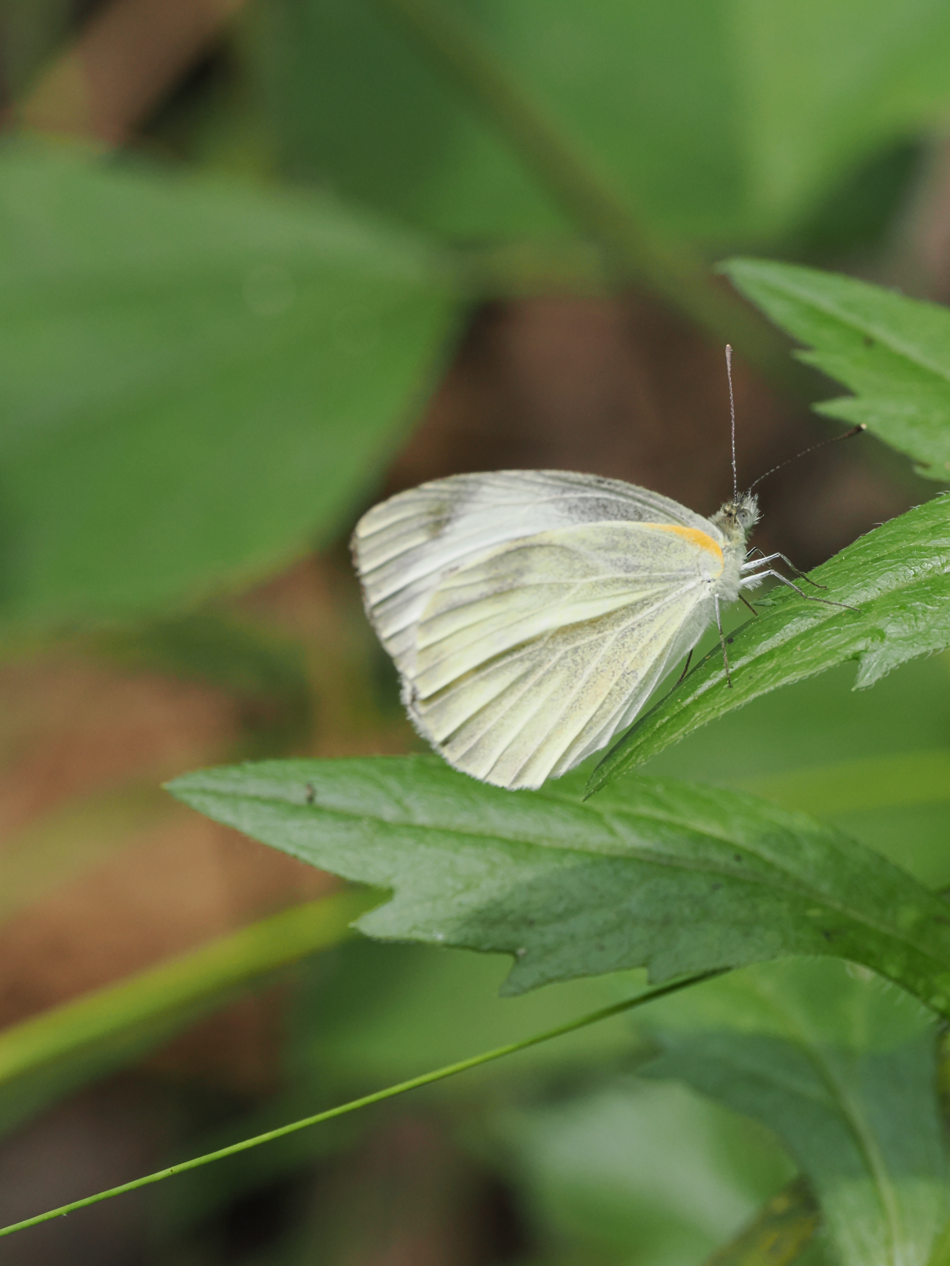 东方菜粉蝶