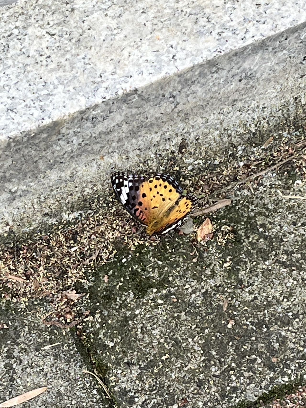 斐豹蛱蝶