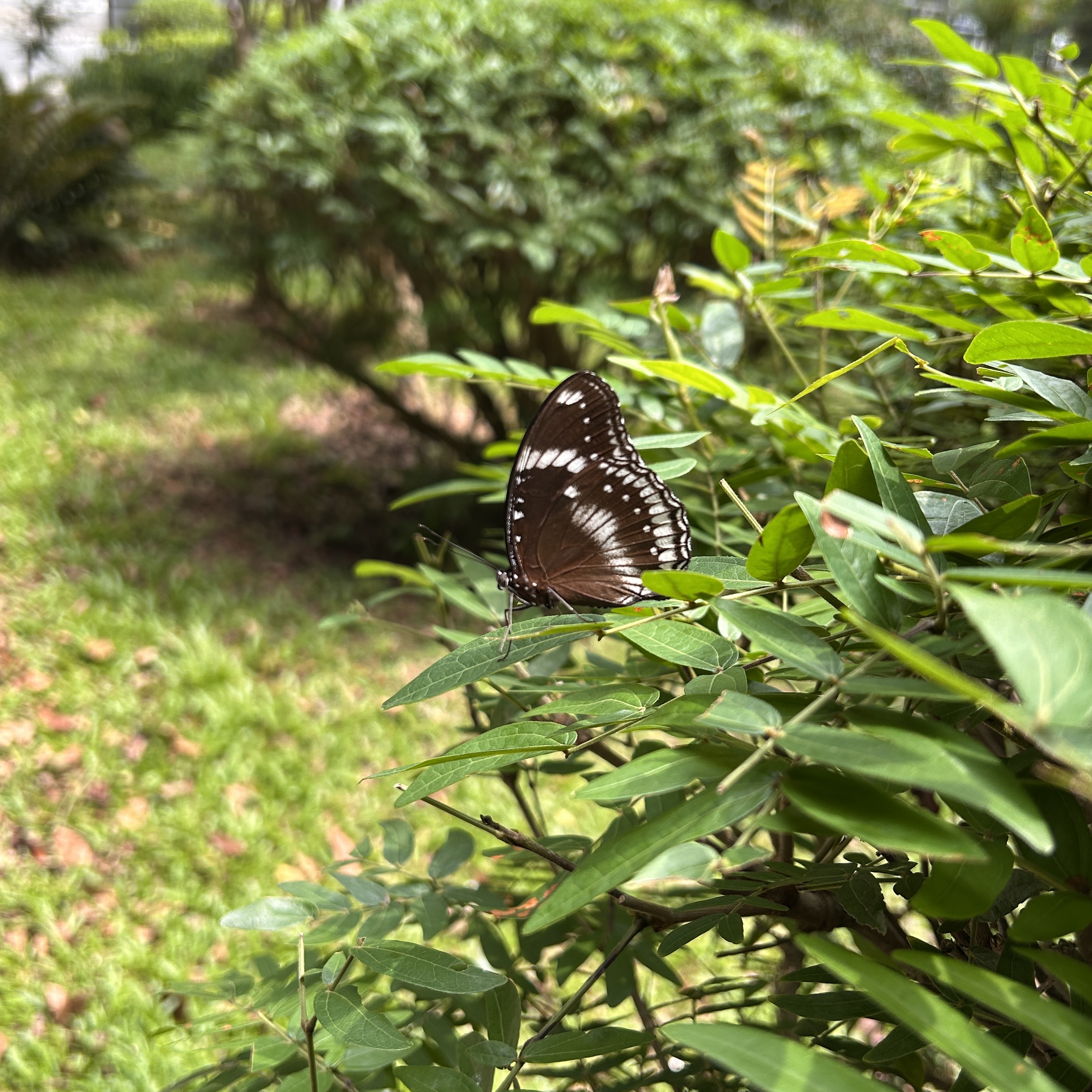 幻紫斑蛱蝶