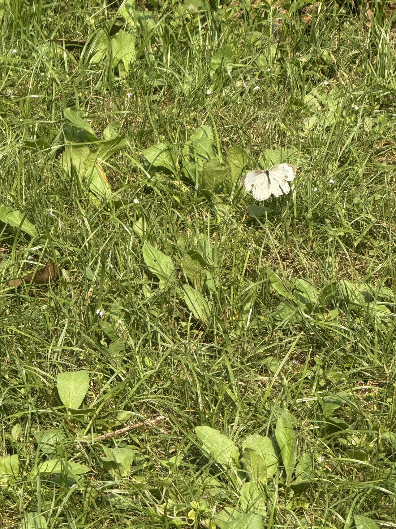 东方菜粉蝶