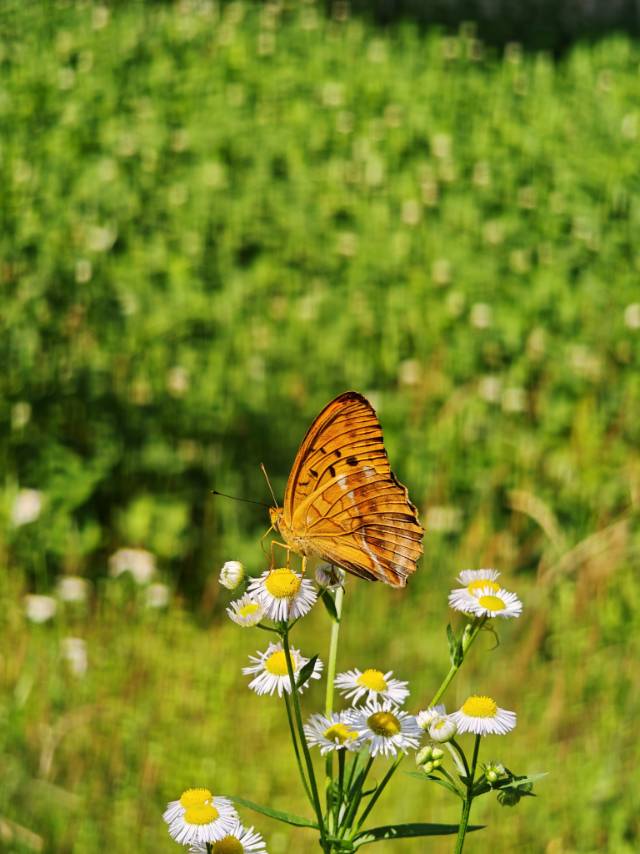青豹蛱蝶