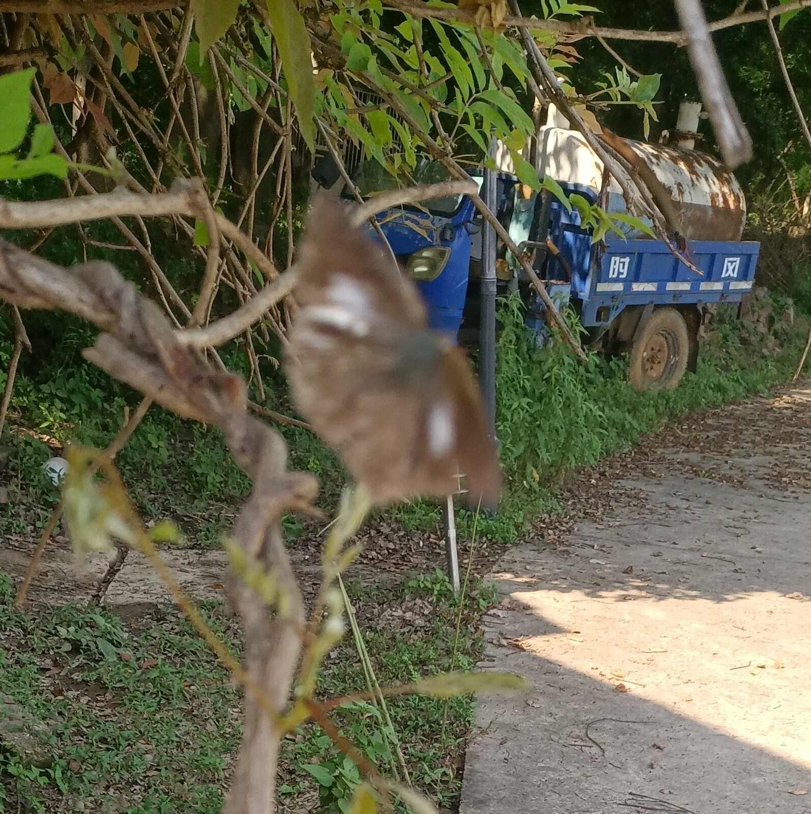 尖翅银灰蝶