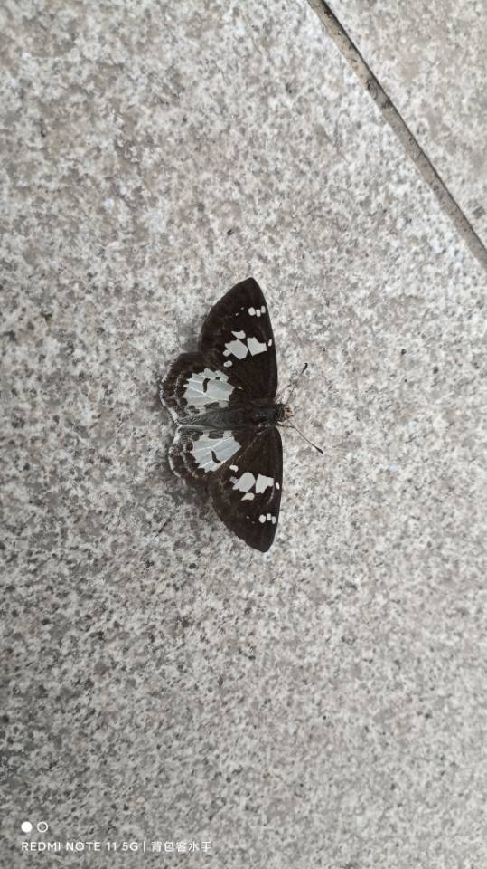 幽窗弄蝶