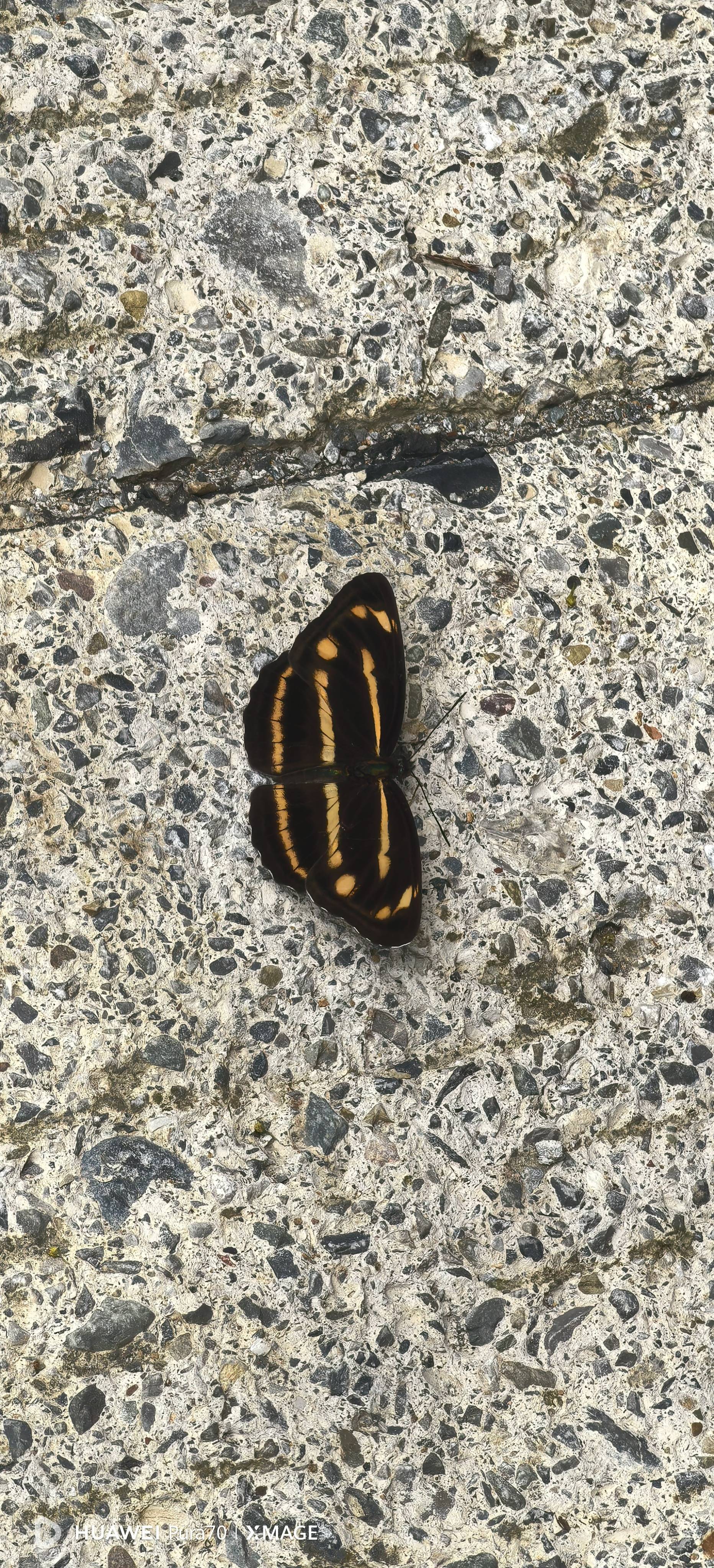 阿环蛱蝶
