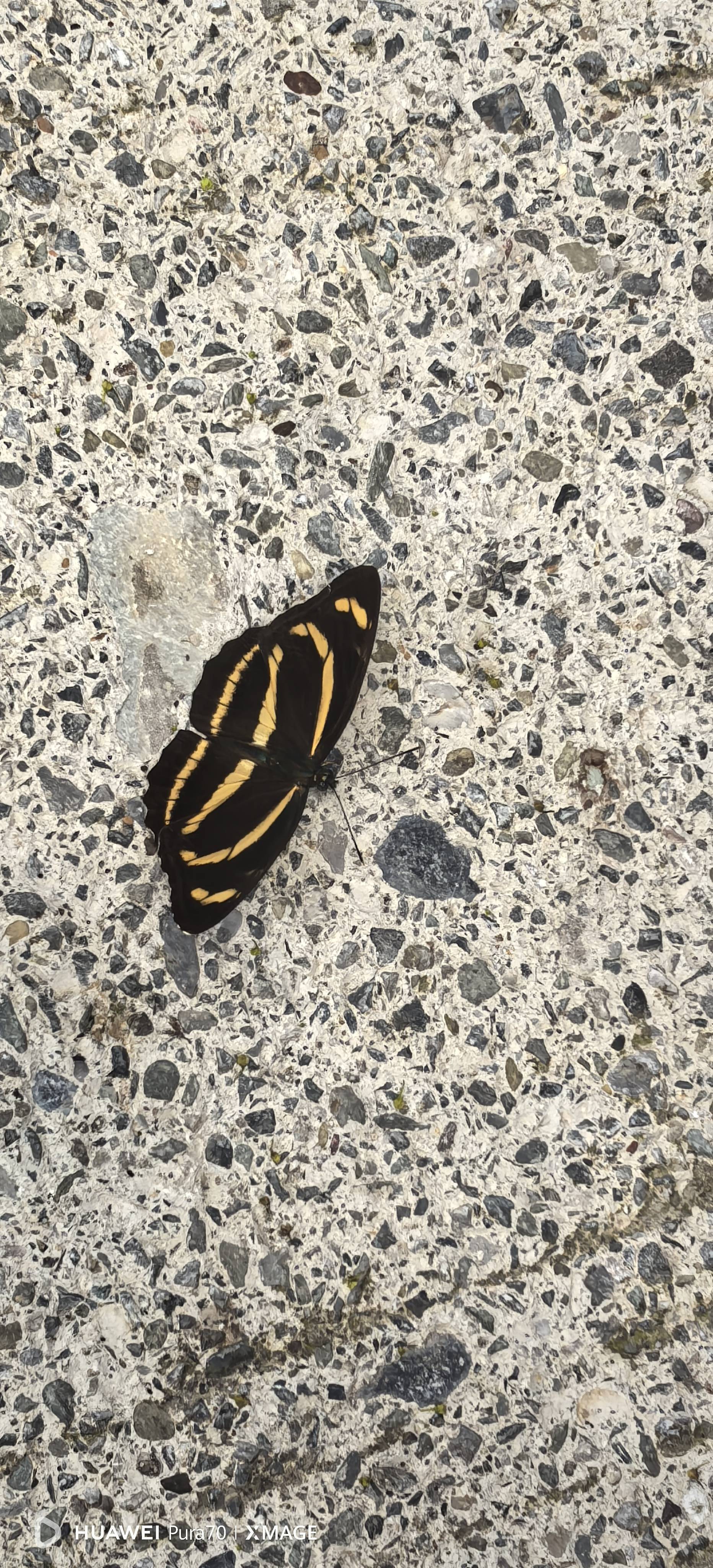蔼菲蛱蝶