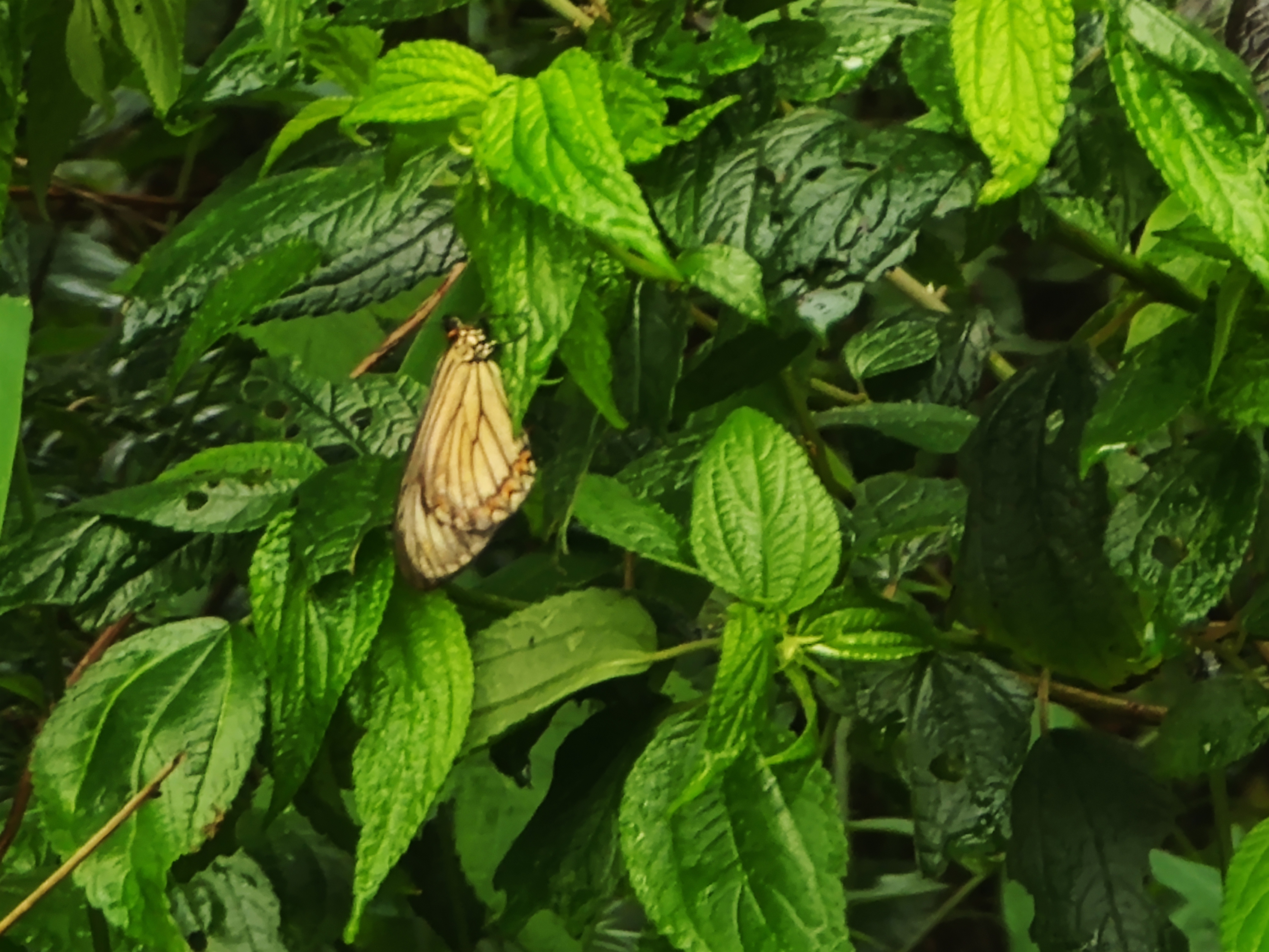 苎麻珍蝶