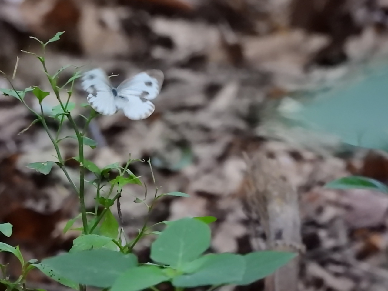东方菜粉蝶