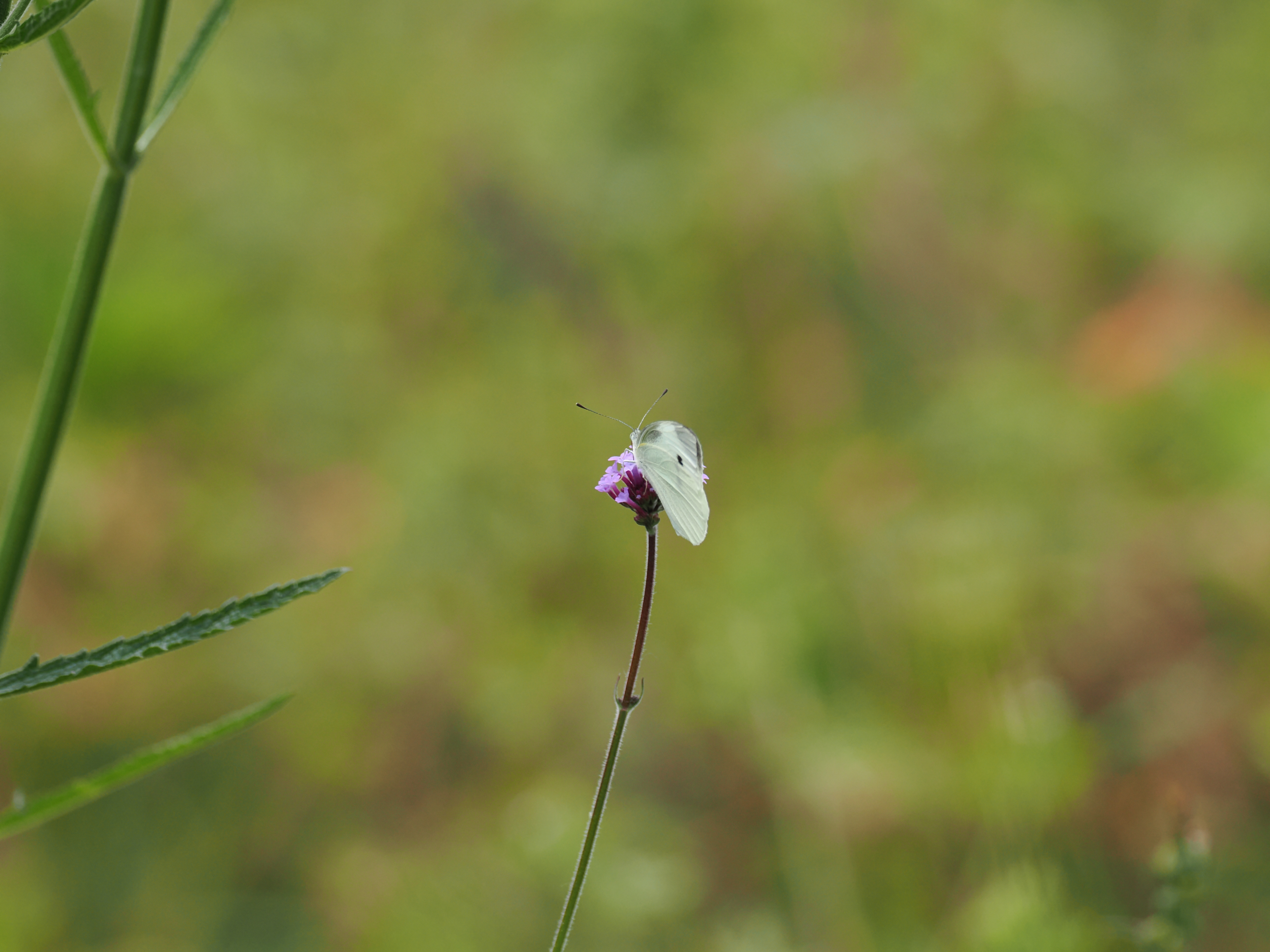 菜粉蝶