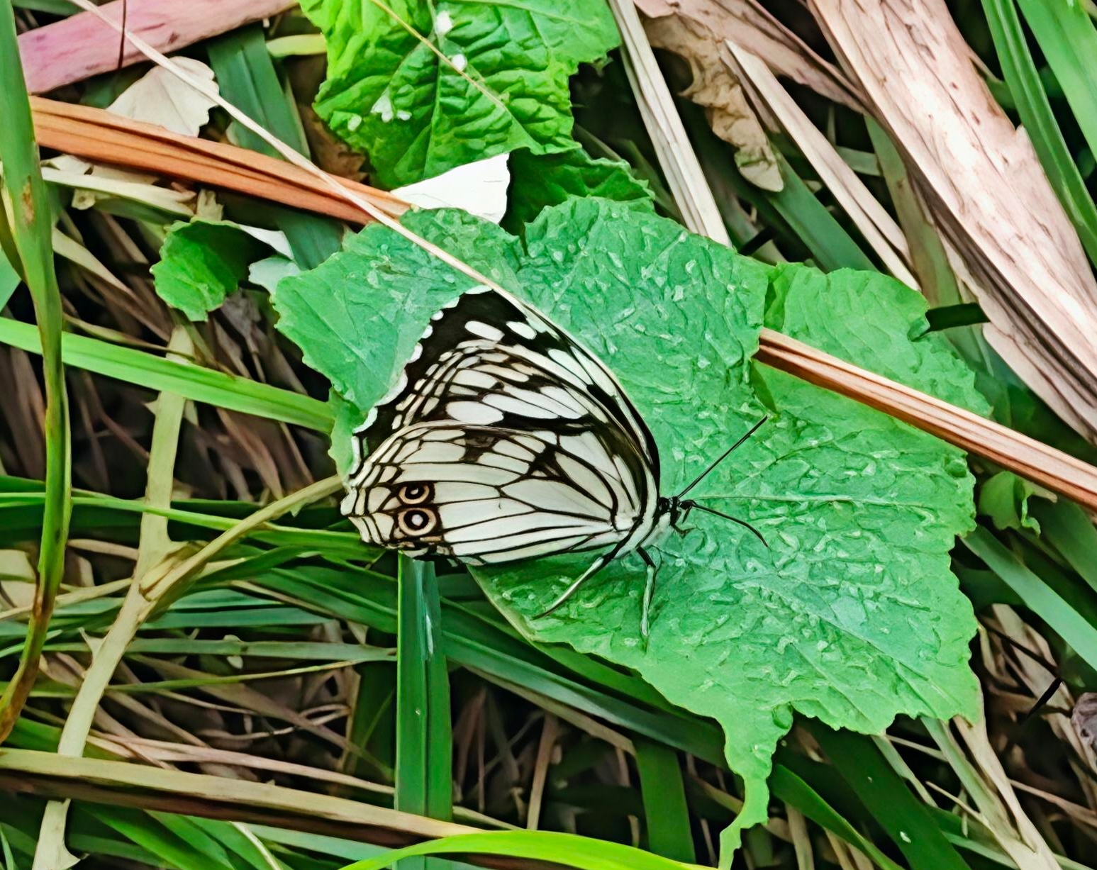 黑纱白眼蝶