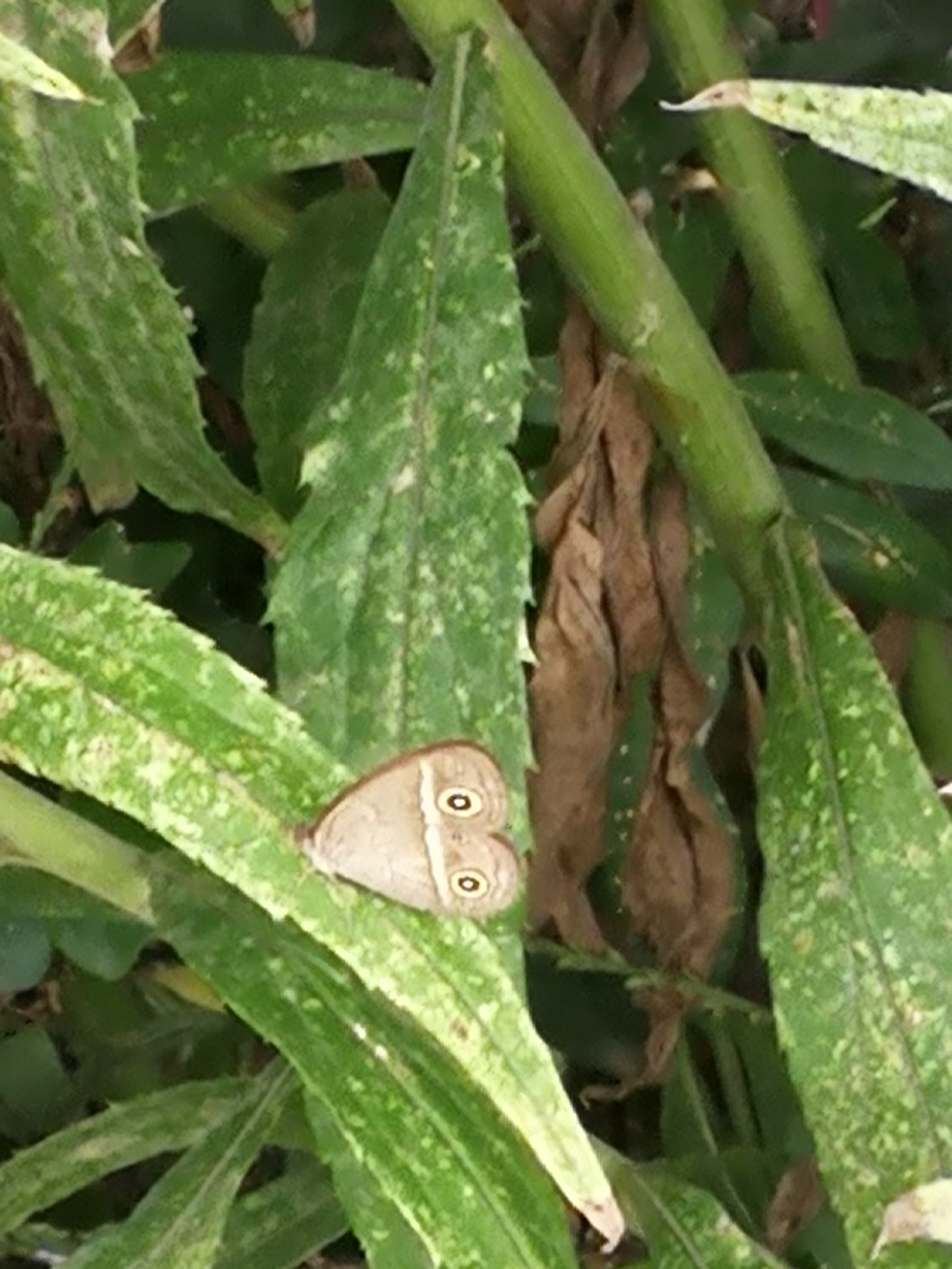 稻眉眼蝶