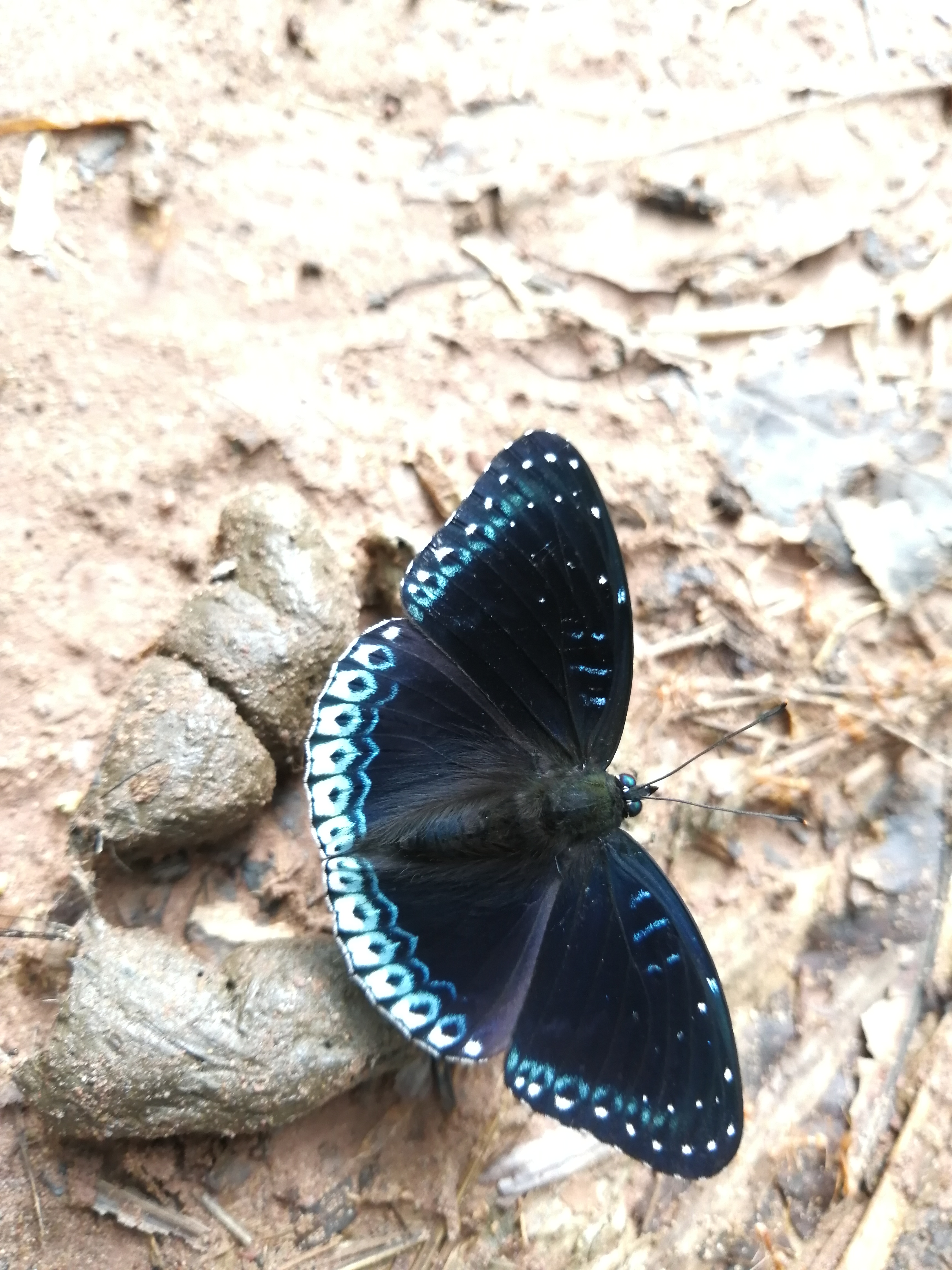 素饰蛱蝶