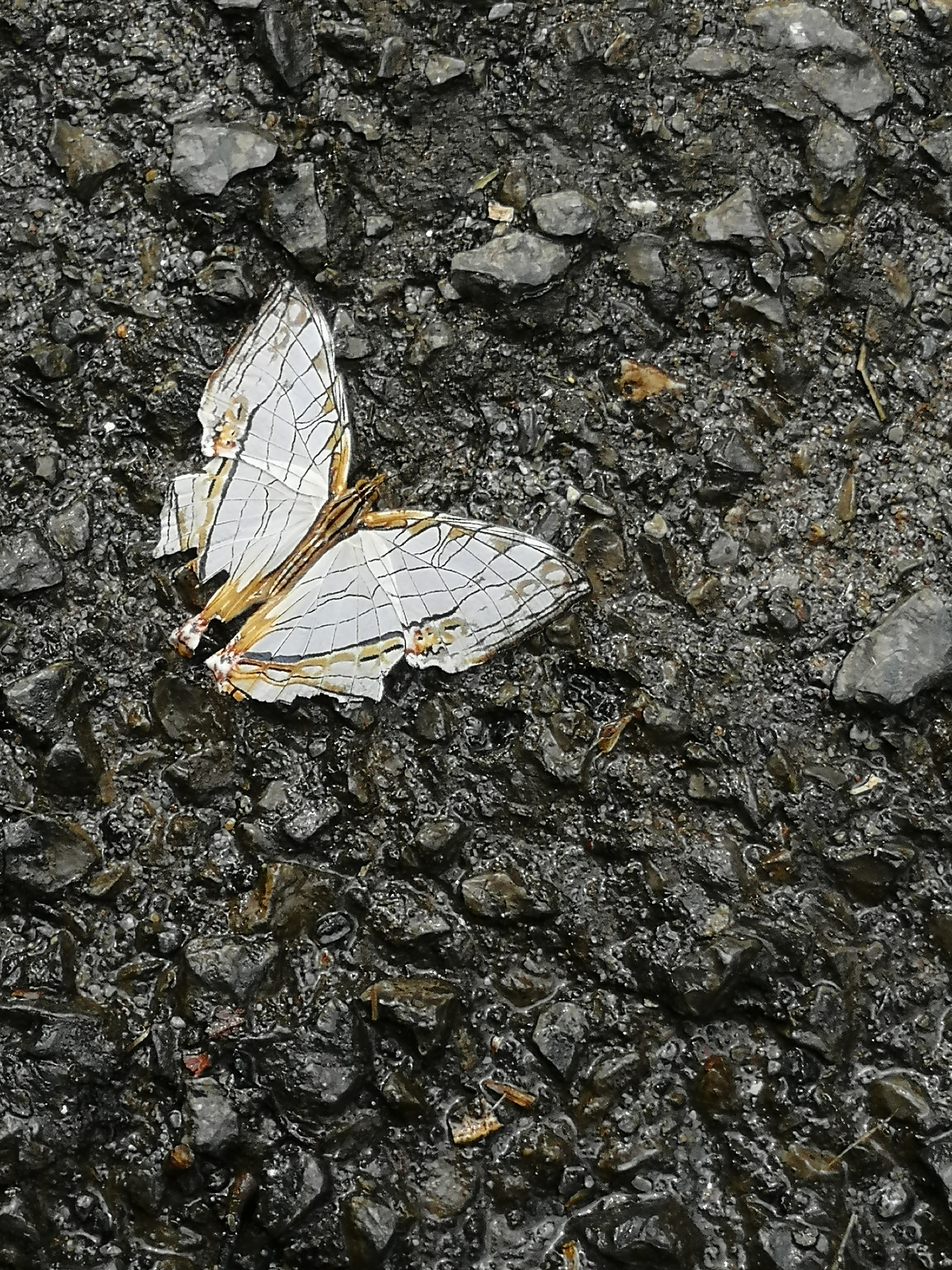 网丝蛱蝶