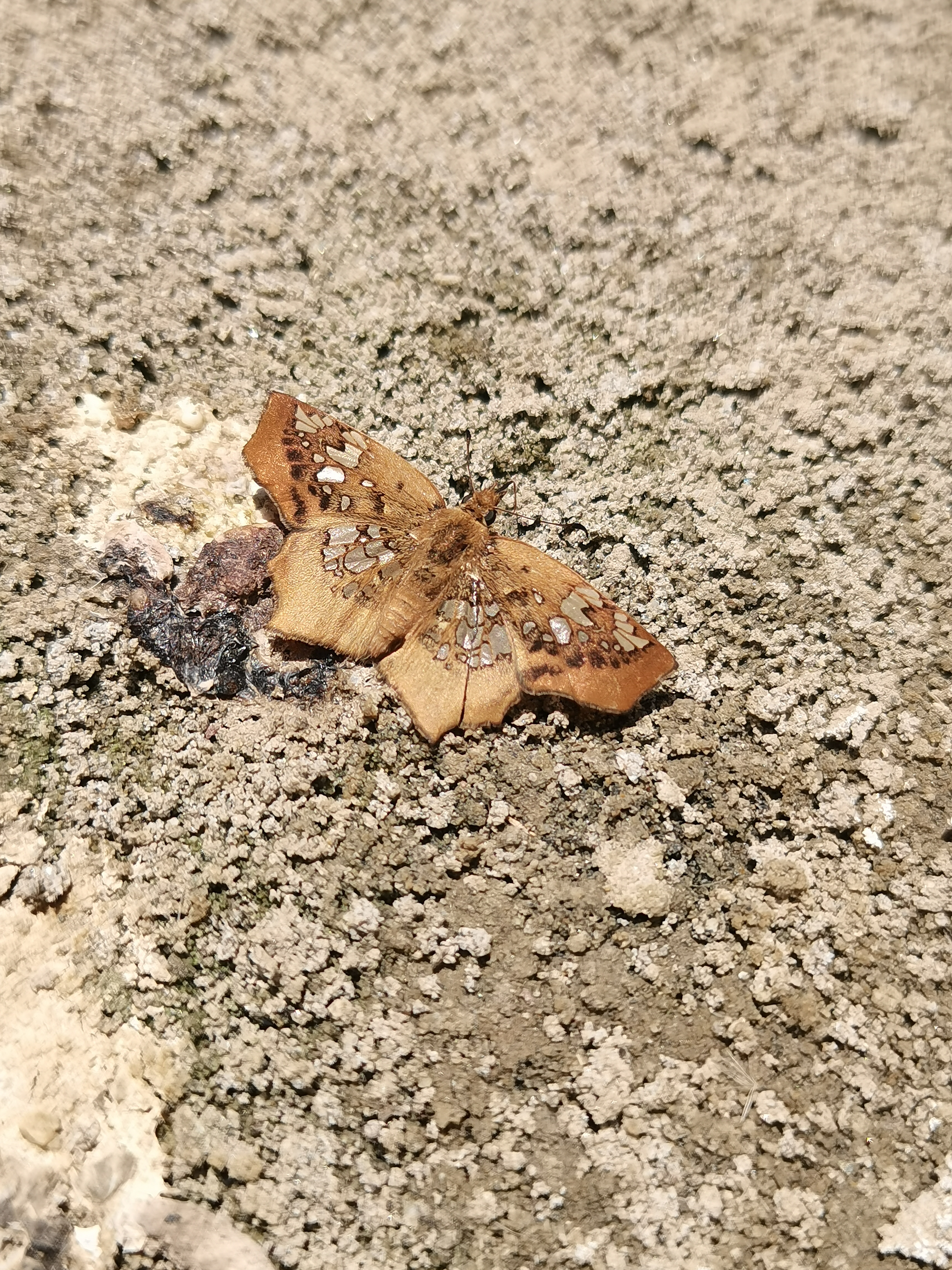 梳翅弄蝶