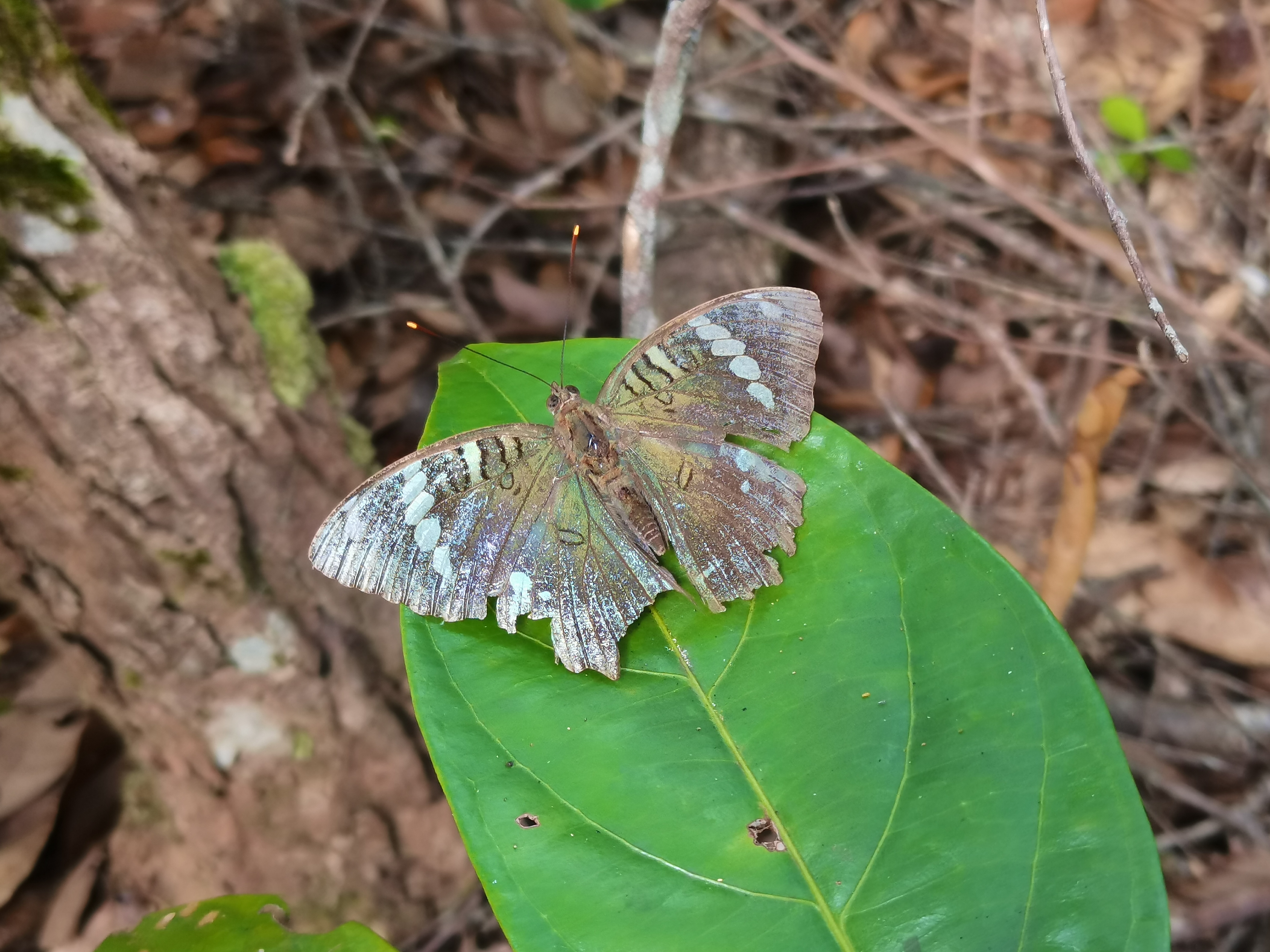Euthalia narayana的公开观测照片