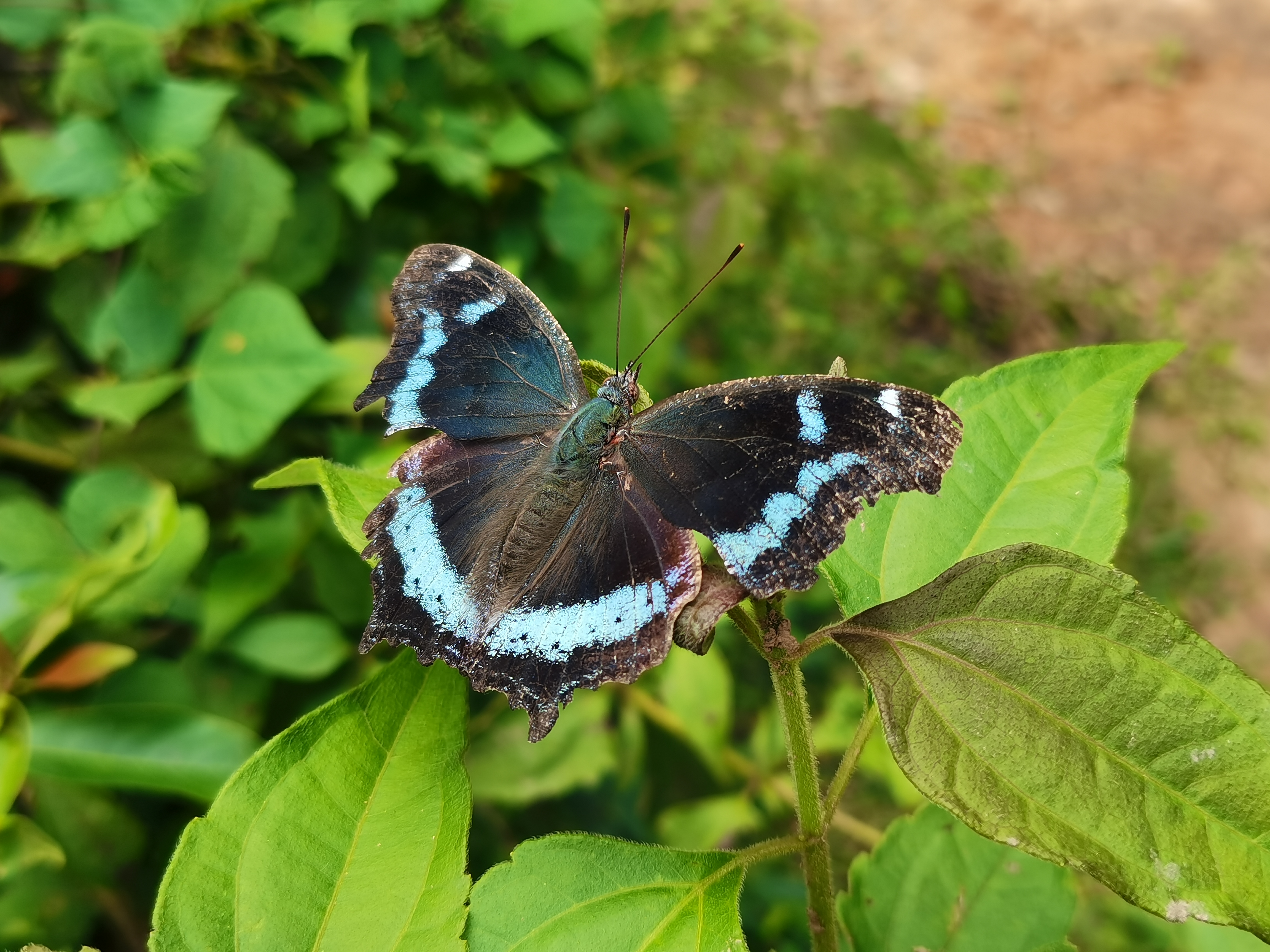 琉璃蛱蝶
