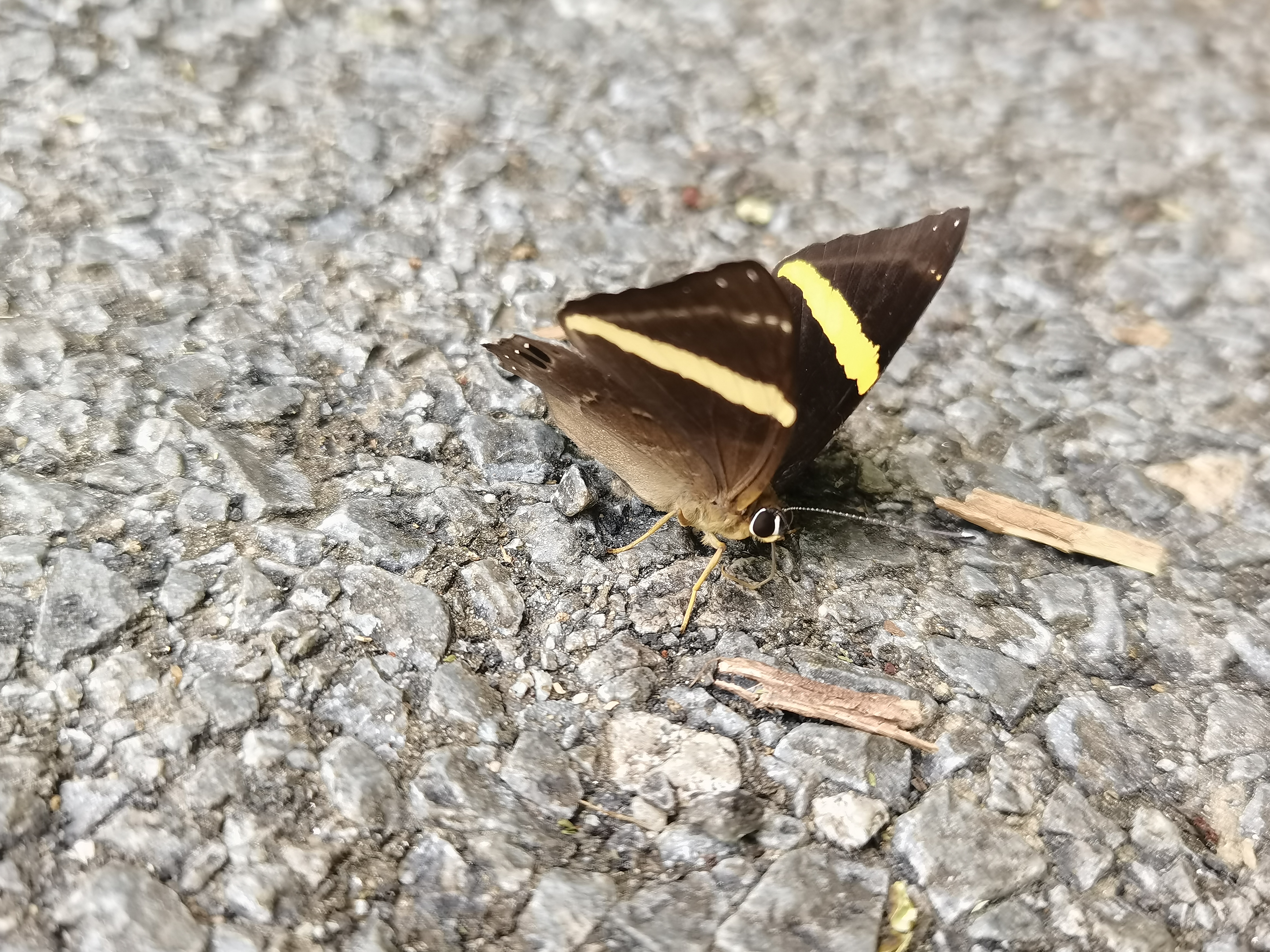 黄带蚬蝶
