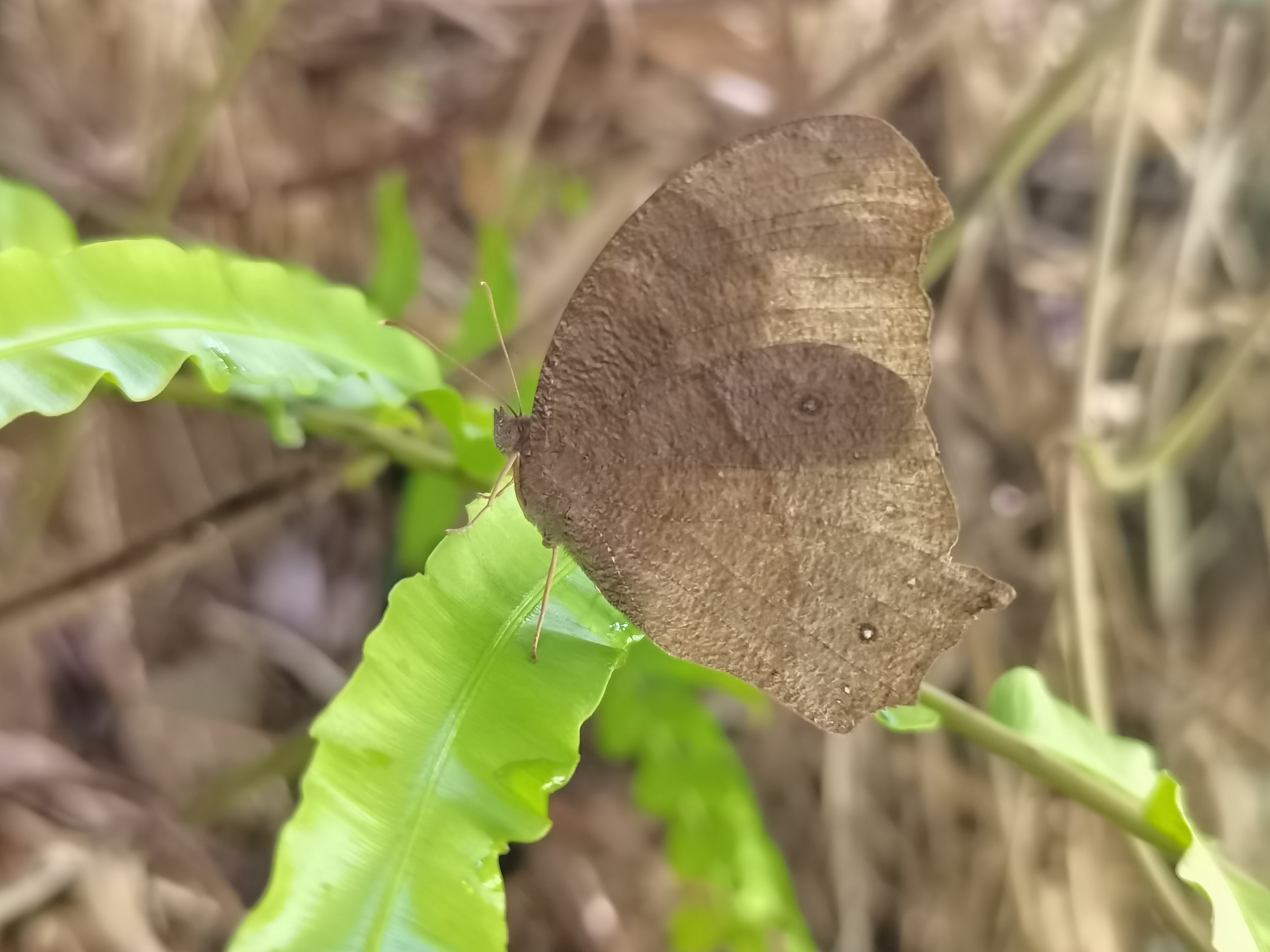 睇暮眼蝶