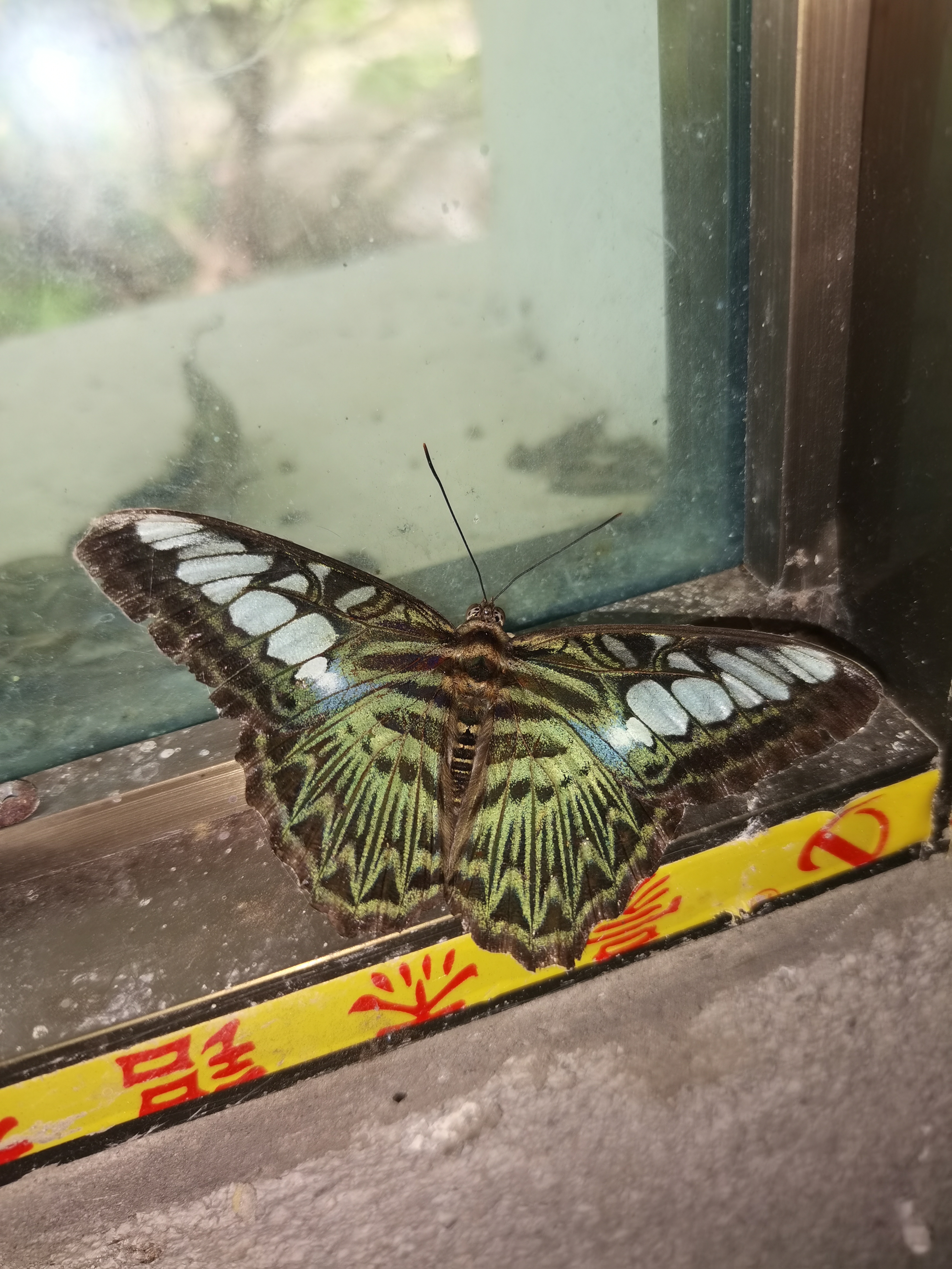 丽蛱蝶