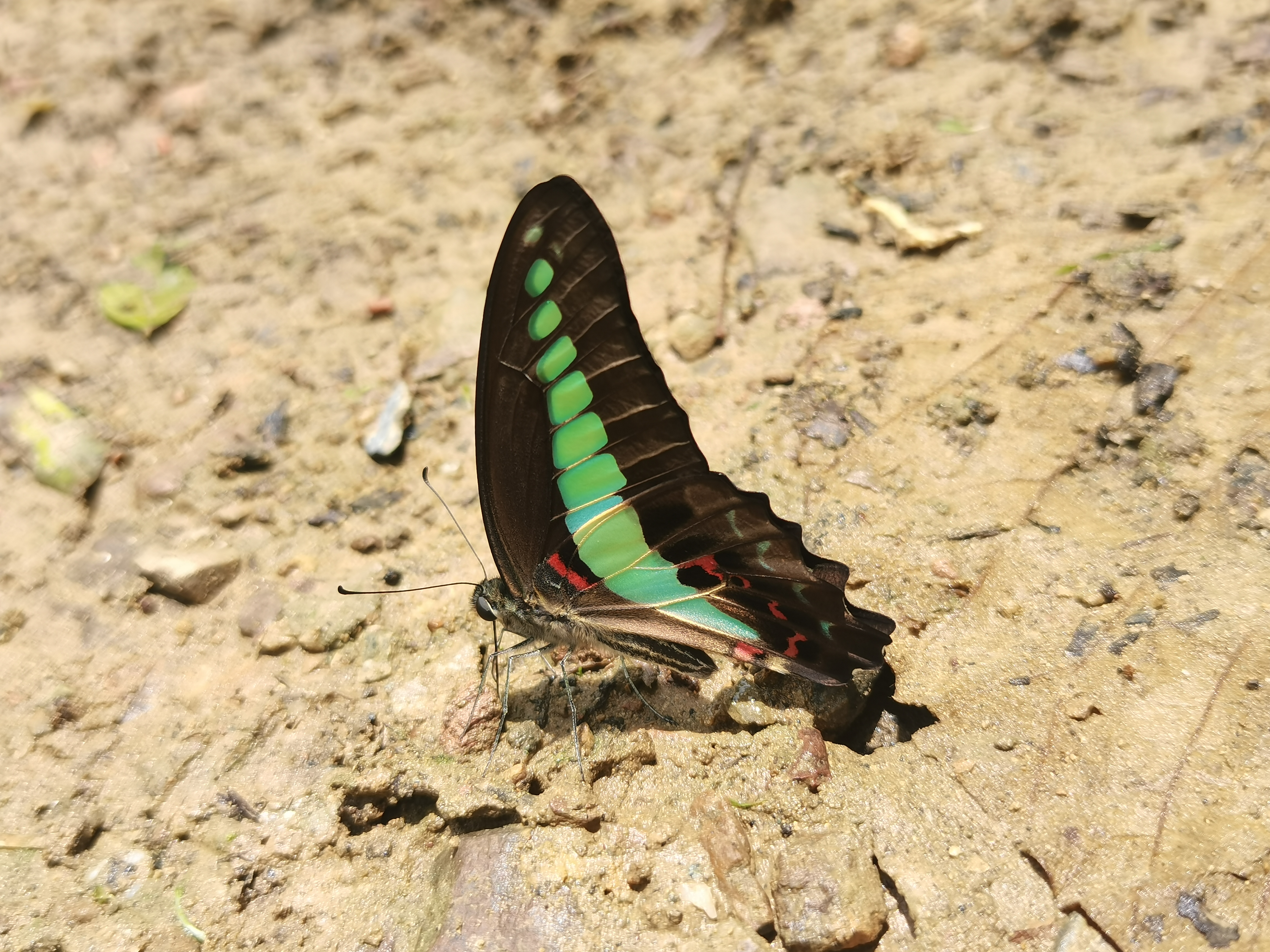 青凤蝶
