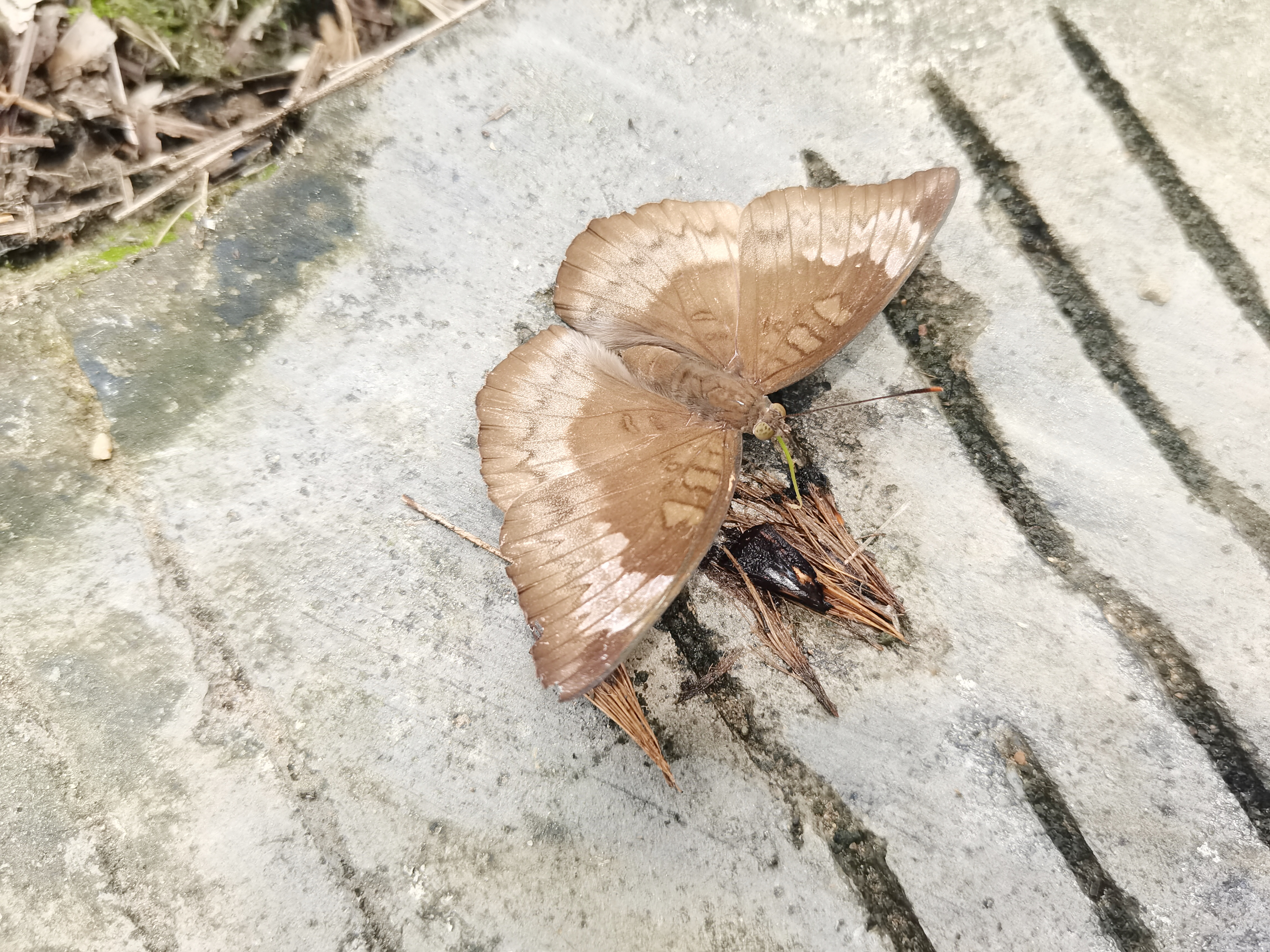 暗斑翠蛱蝶