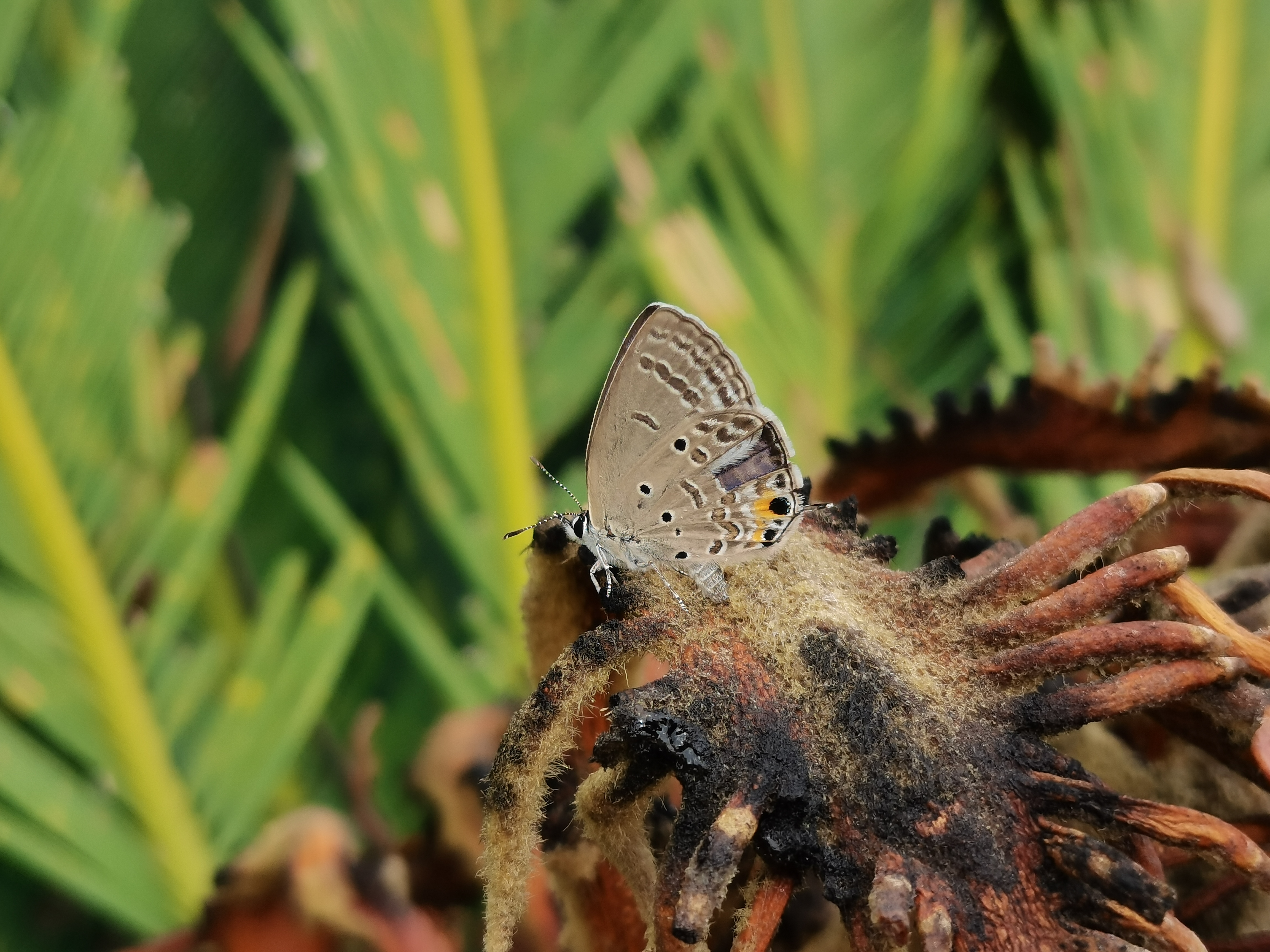 曲纹紫灰蝶