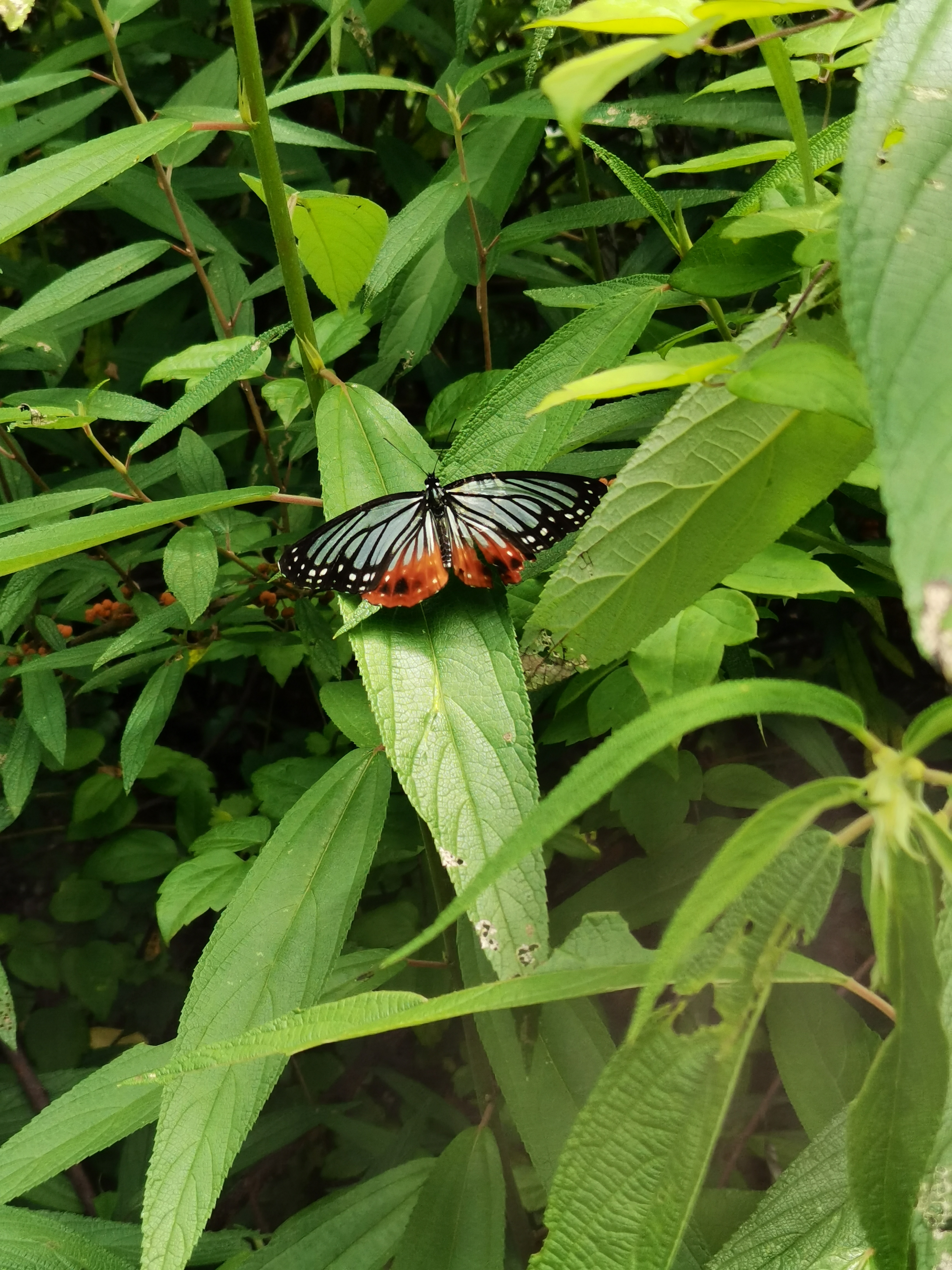 仿斑环蛱蝶