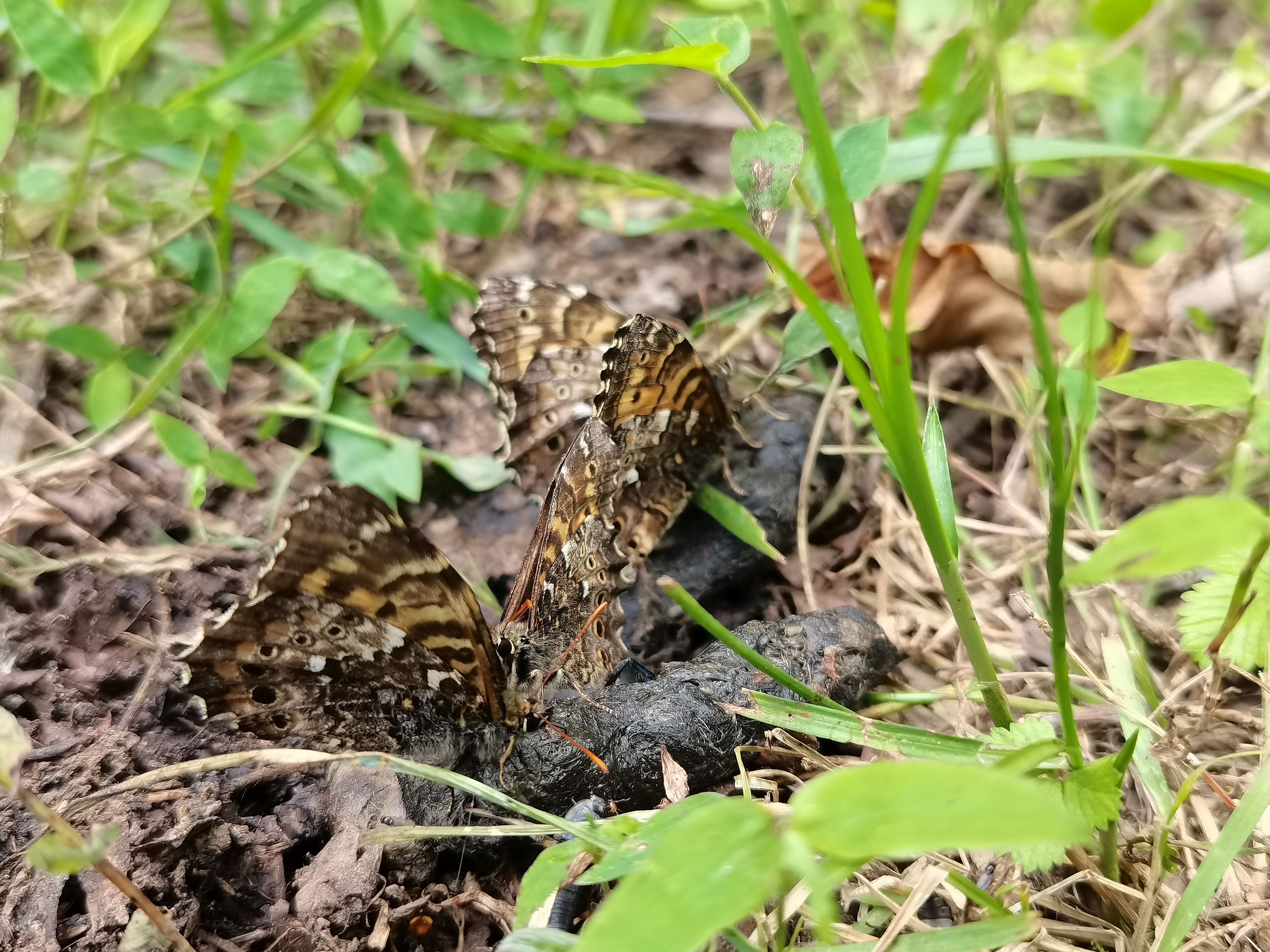 田园荫眼蝶