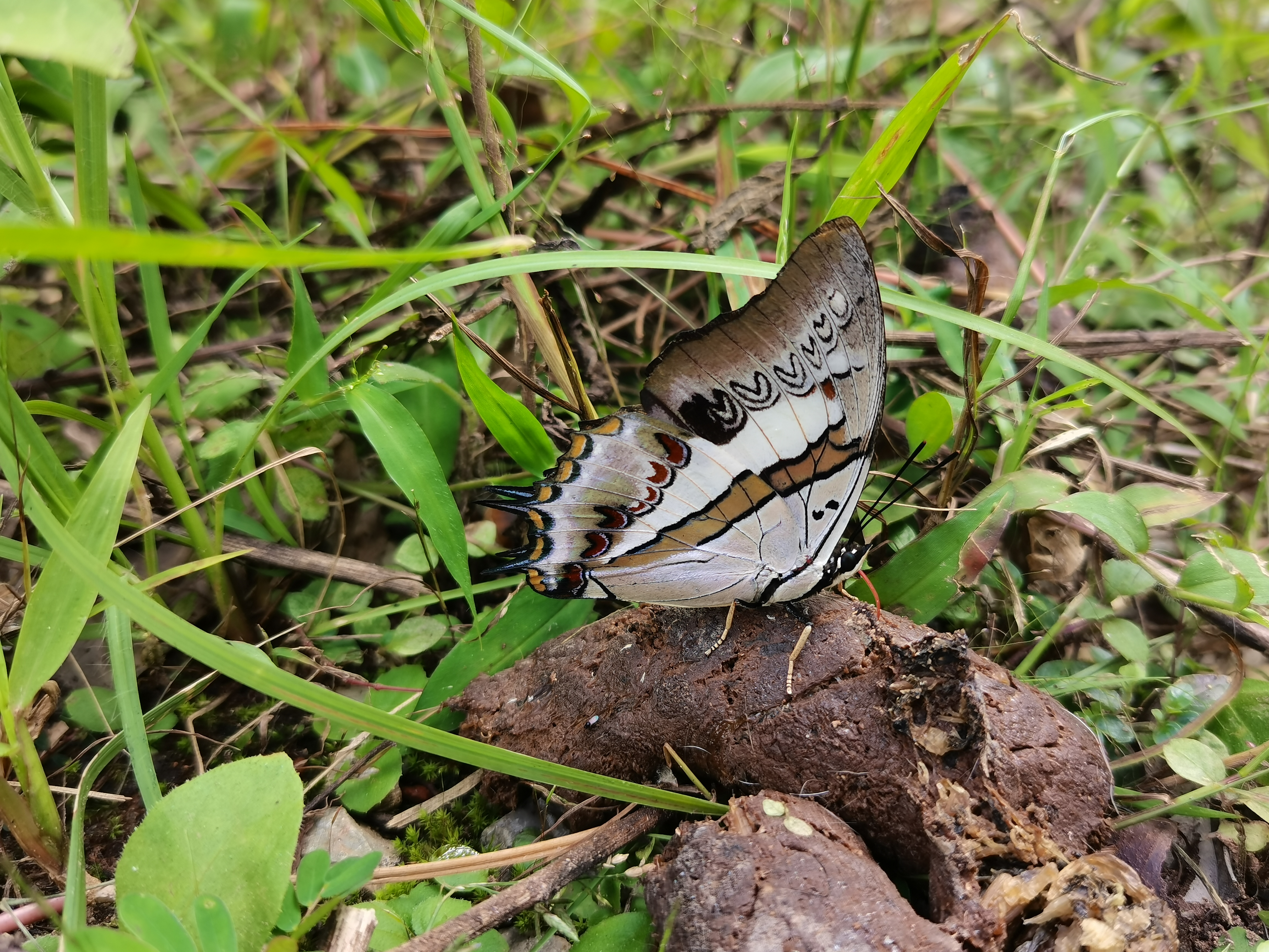 黑凤尾蛱蝶