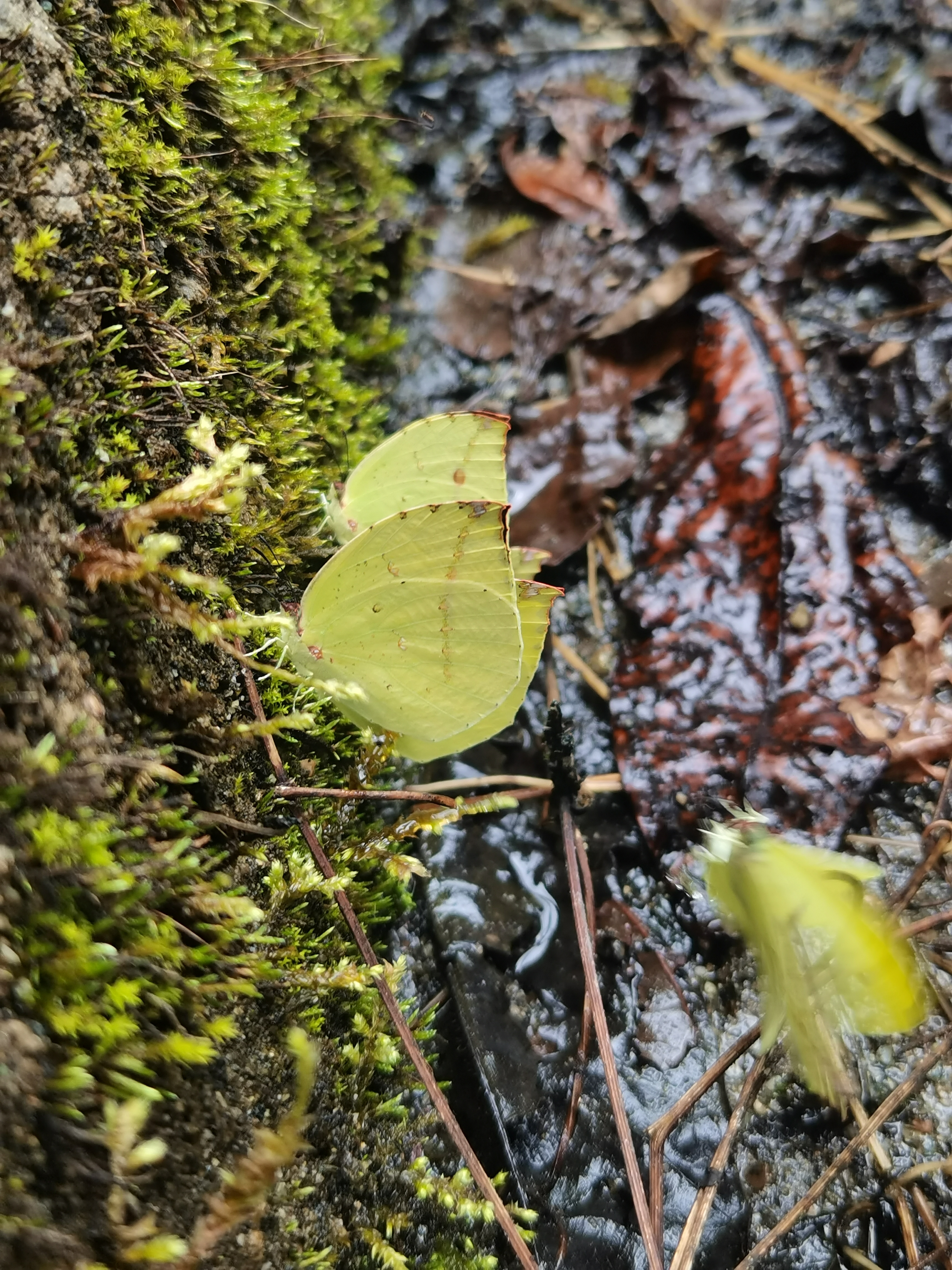 黑角方粉蝶
