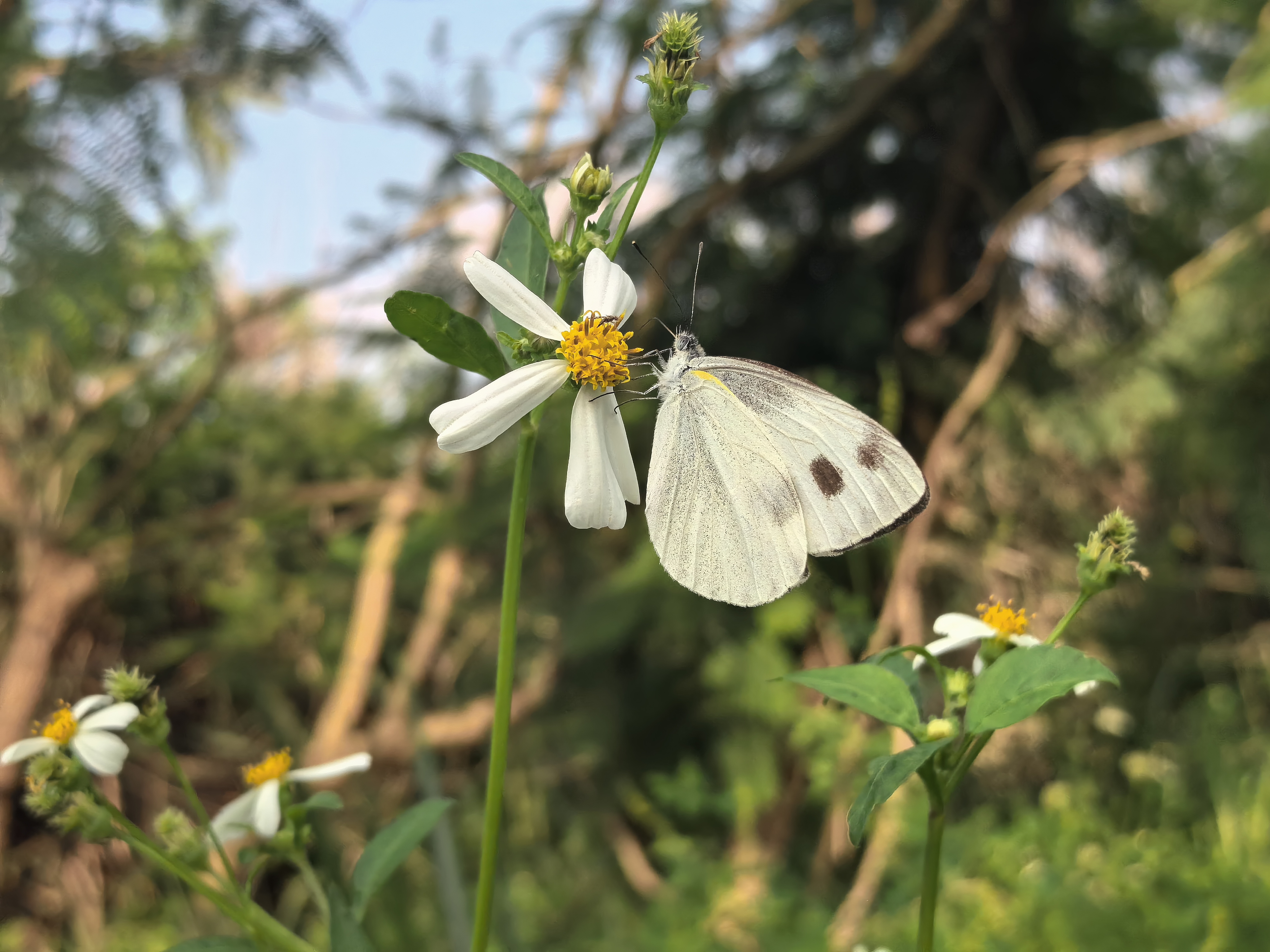 东方菜粉蝶