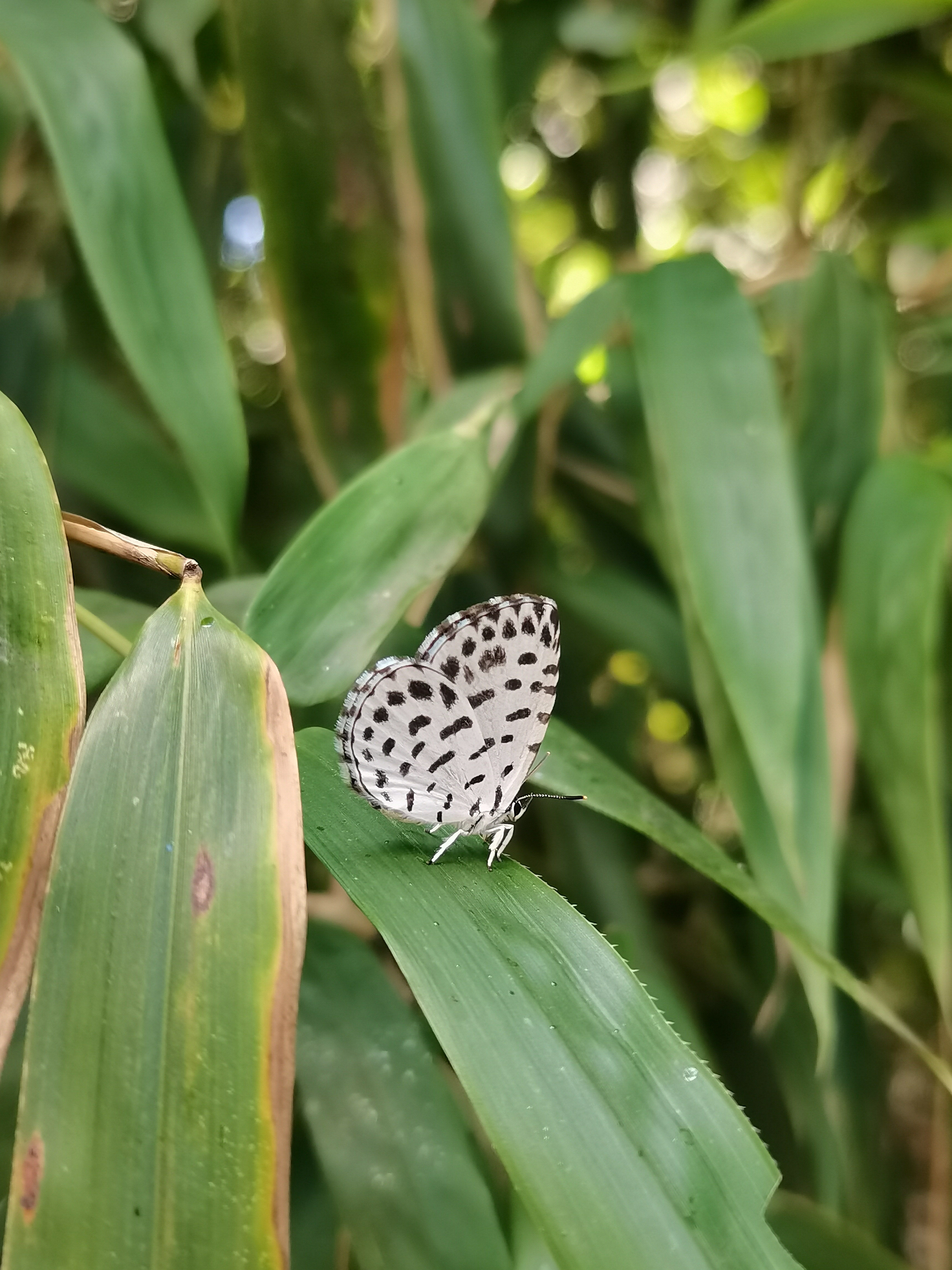 蚜灰蝶