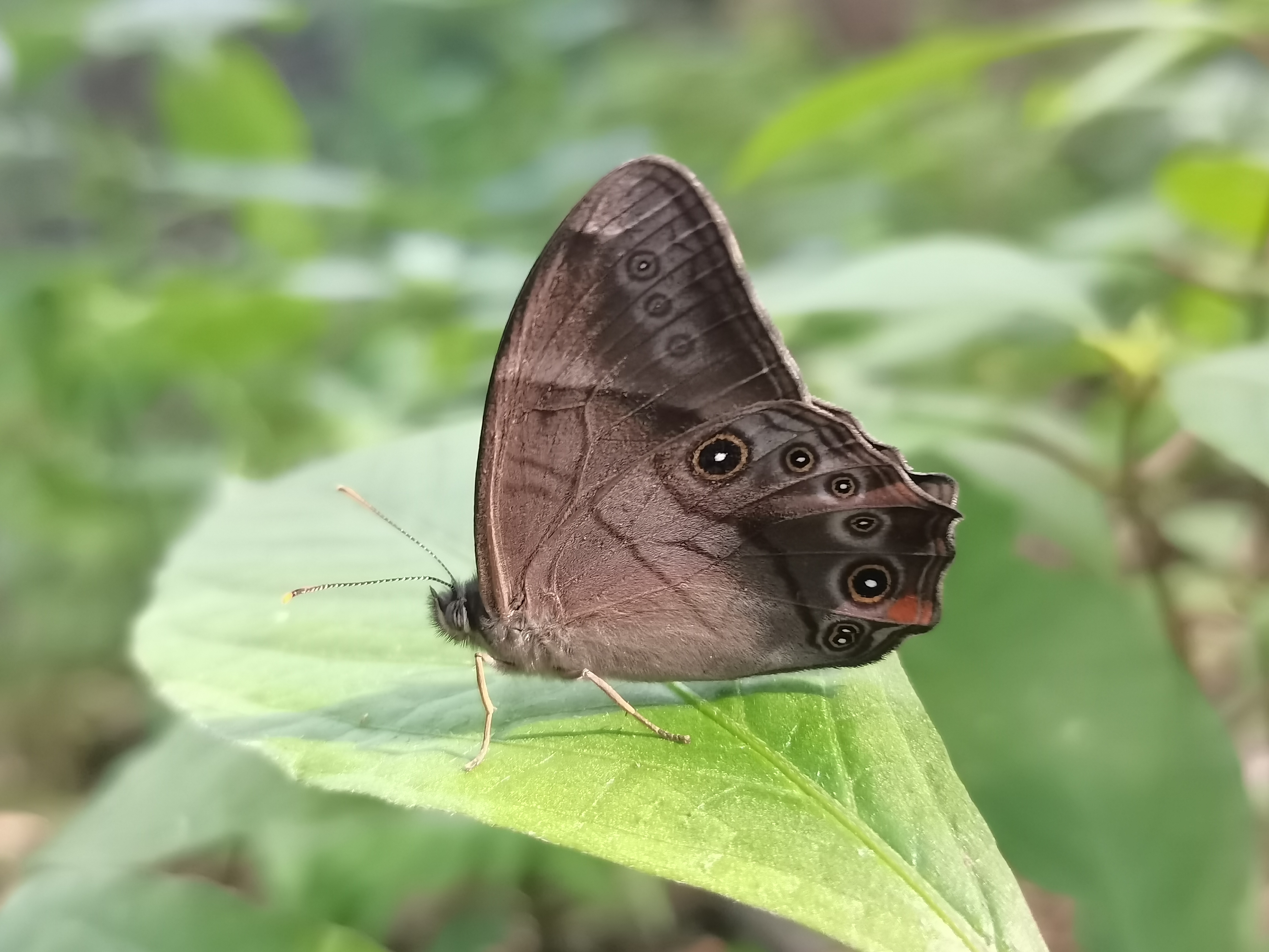 深山黛眼蝶