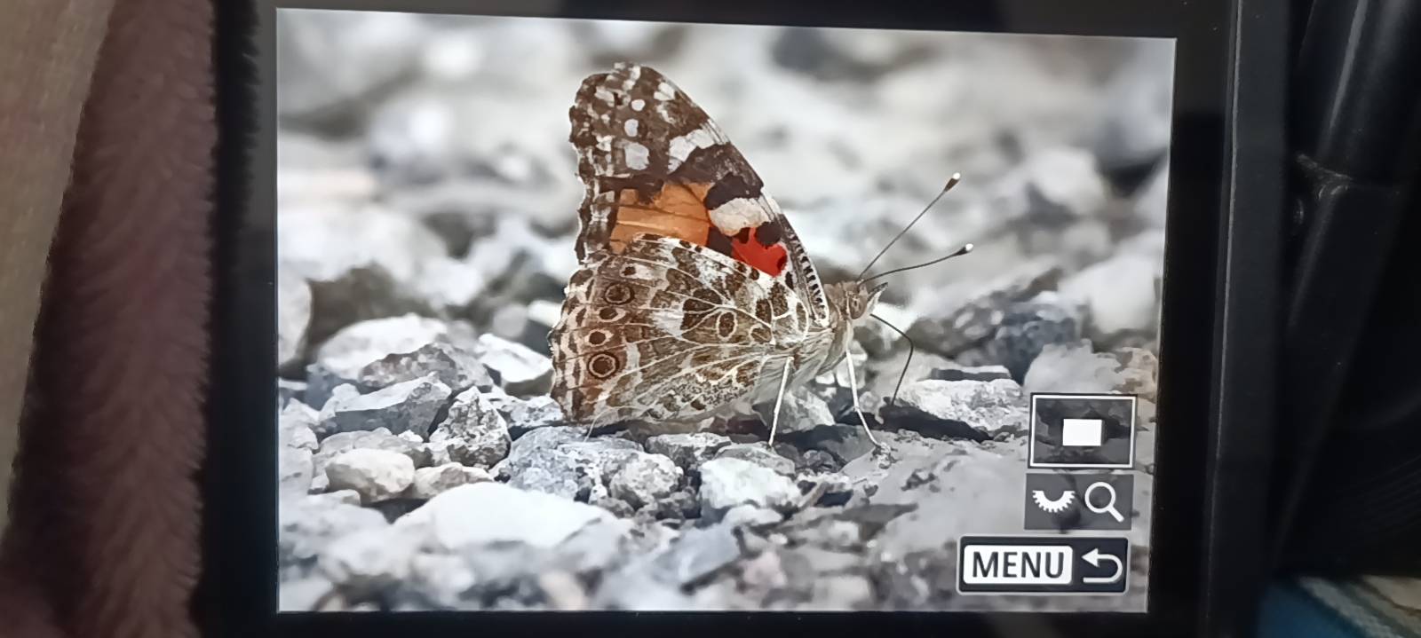 小红蛱蝶
