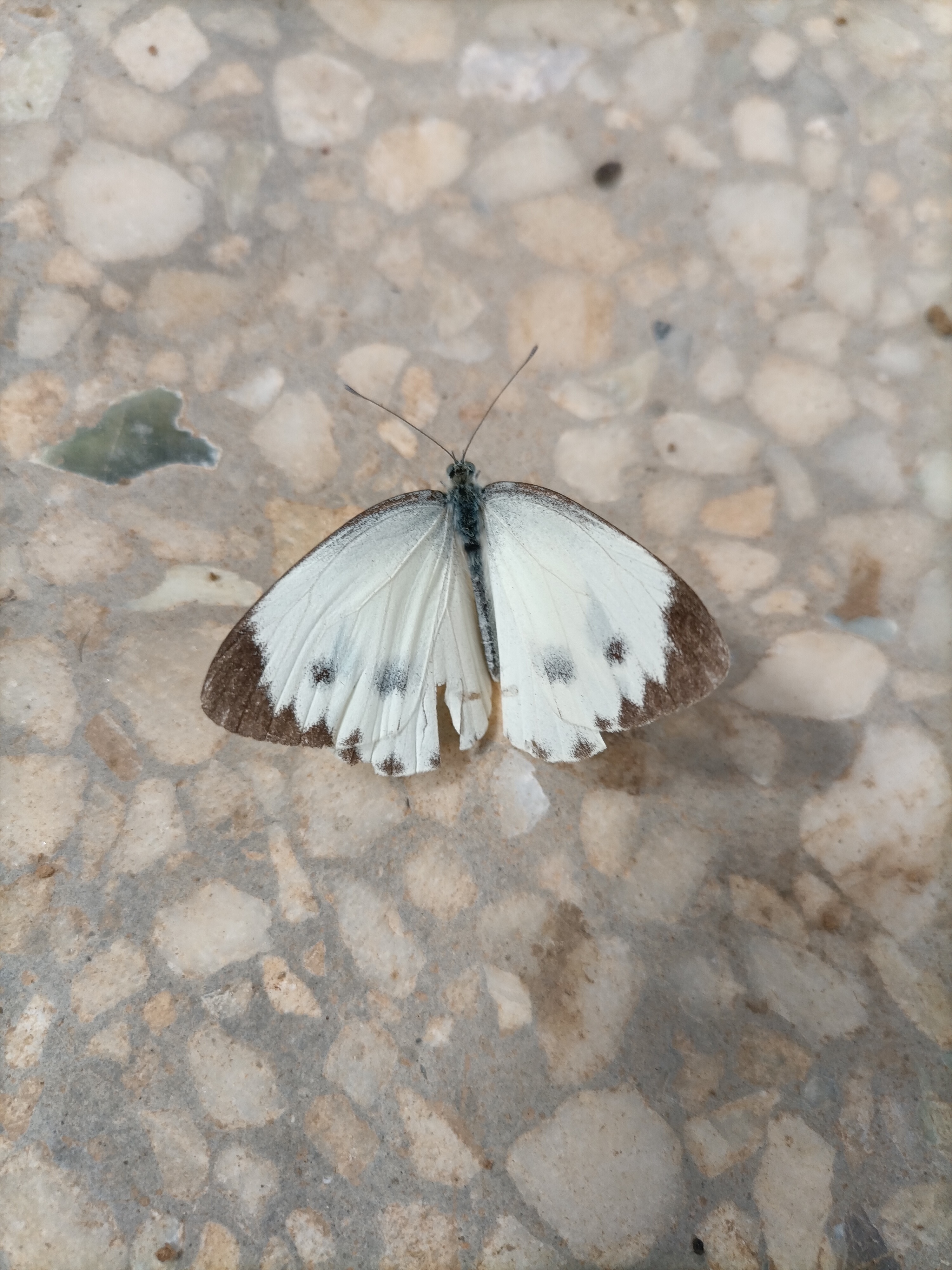 东方菜粉蝶