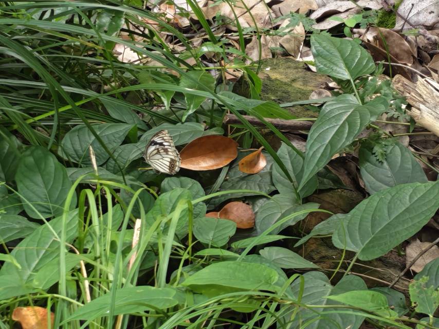 黑纱白眼蝶