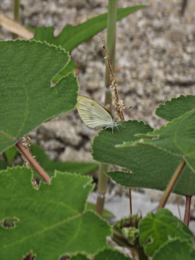 菜粉蝶