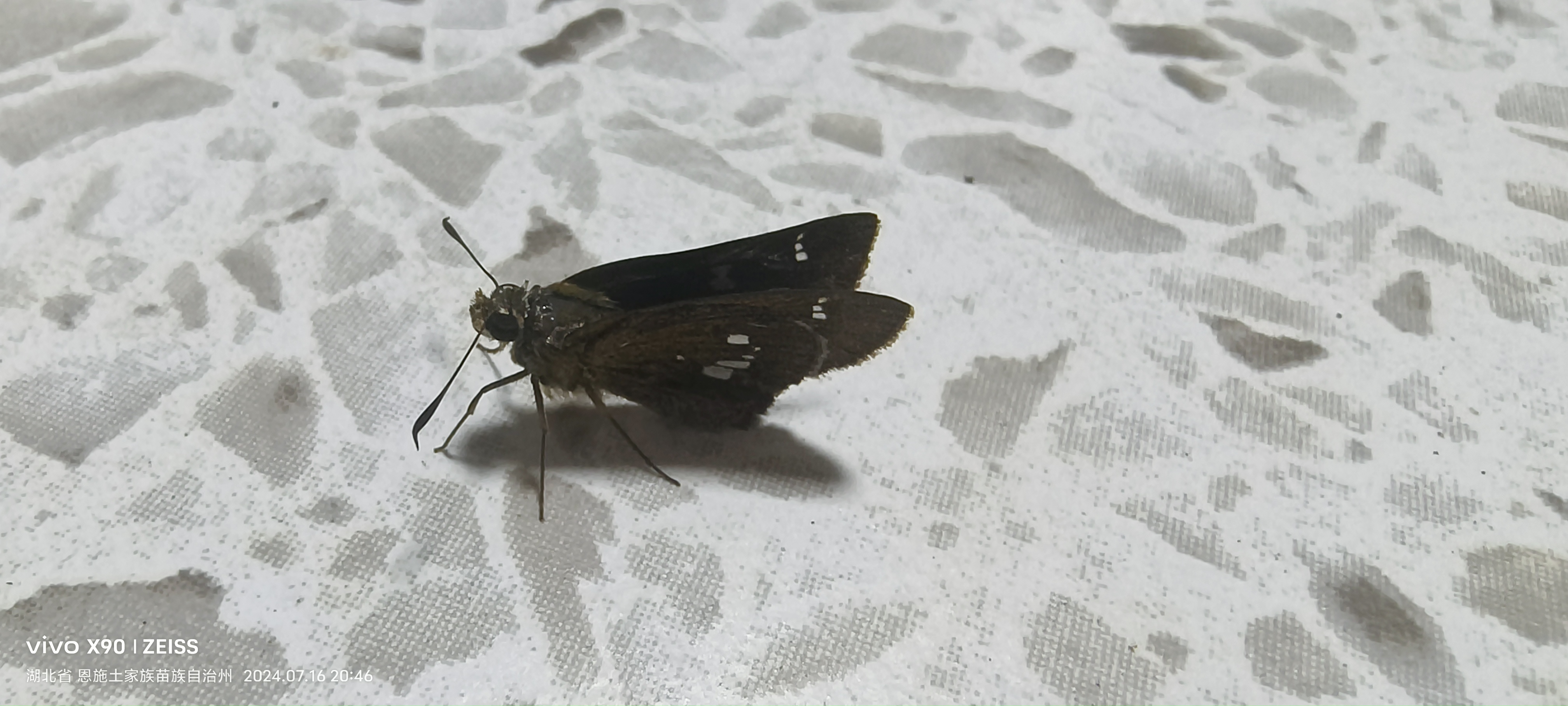 针纹赭弄蝶