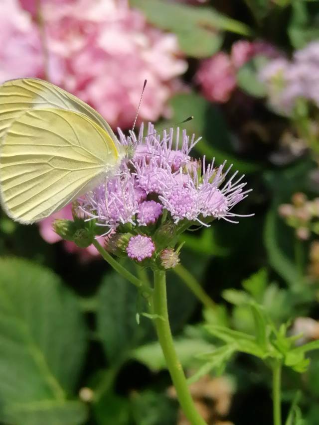 菜粉蝶
