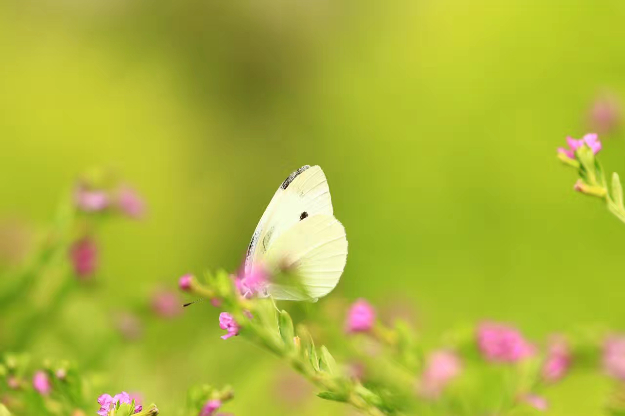 菜粉蝶