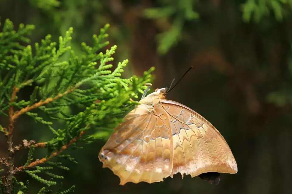 白带螯蛱蝶