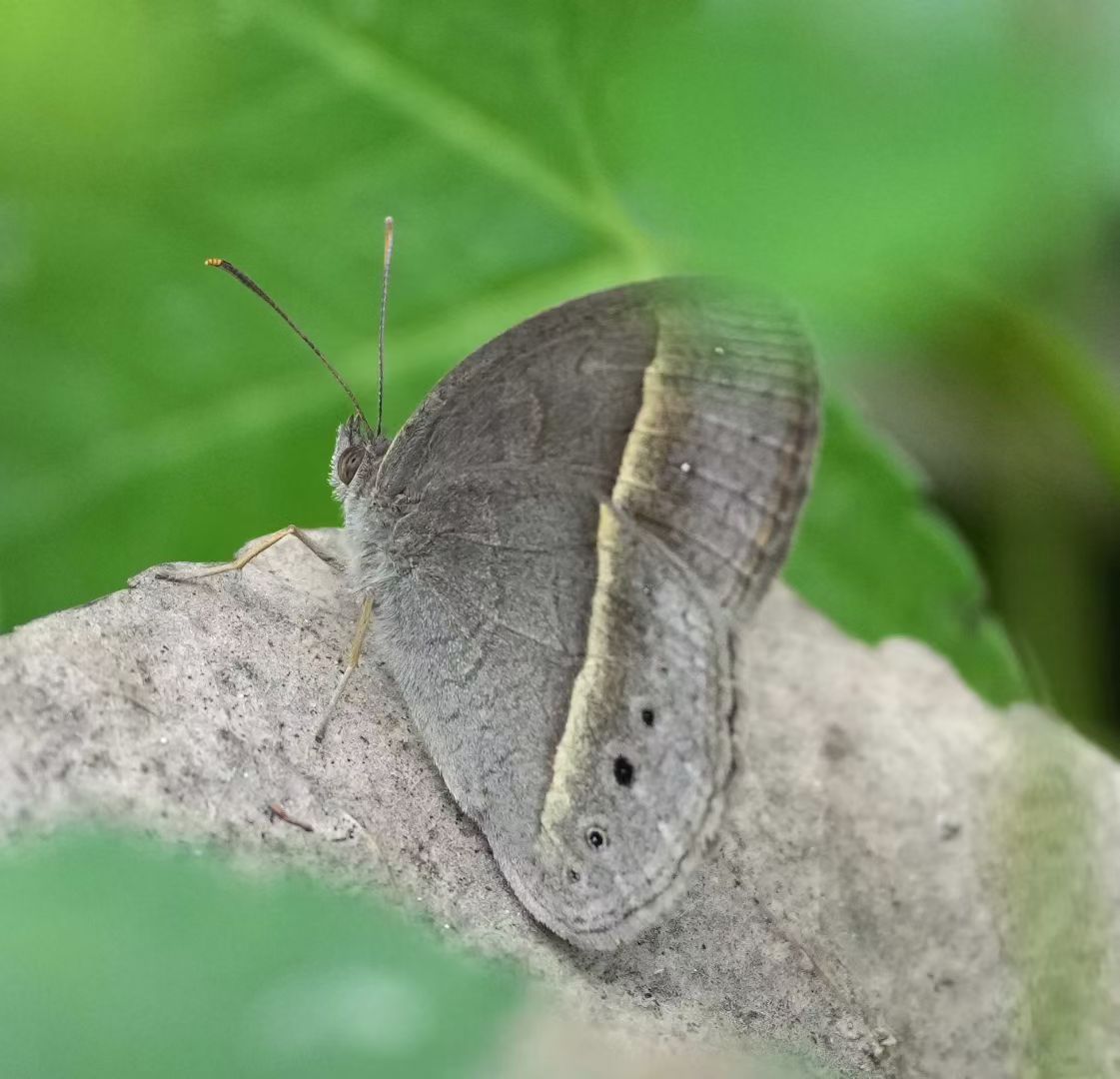 小眉眼蝶
