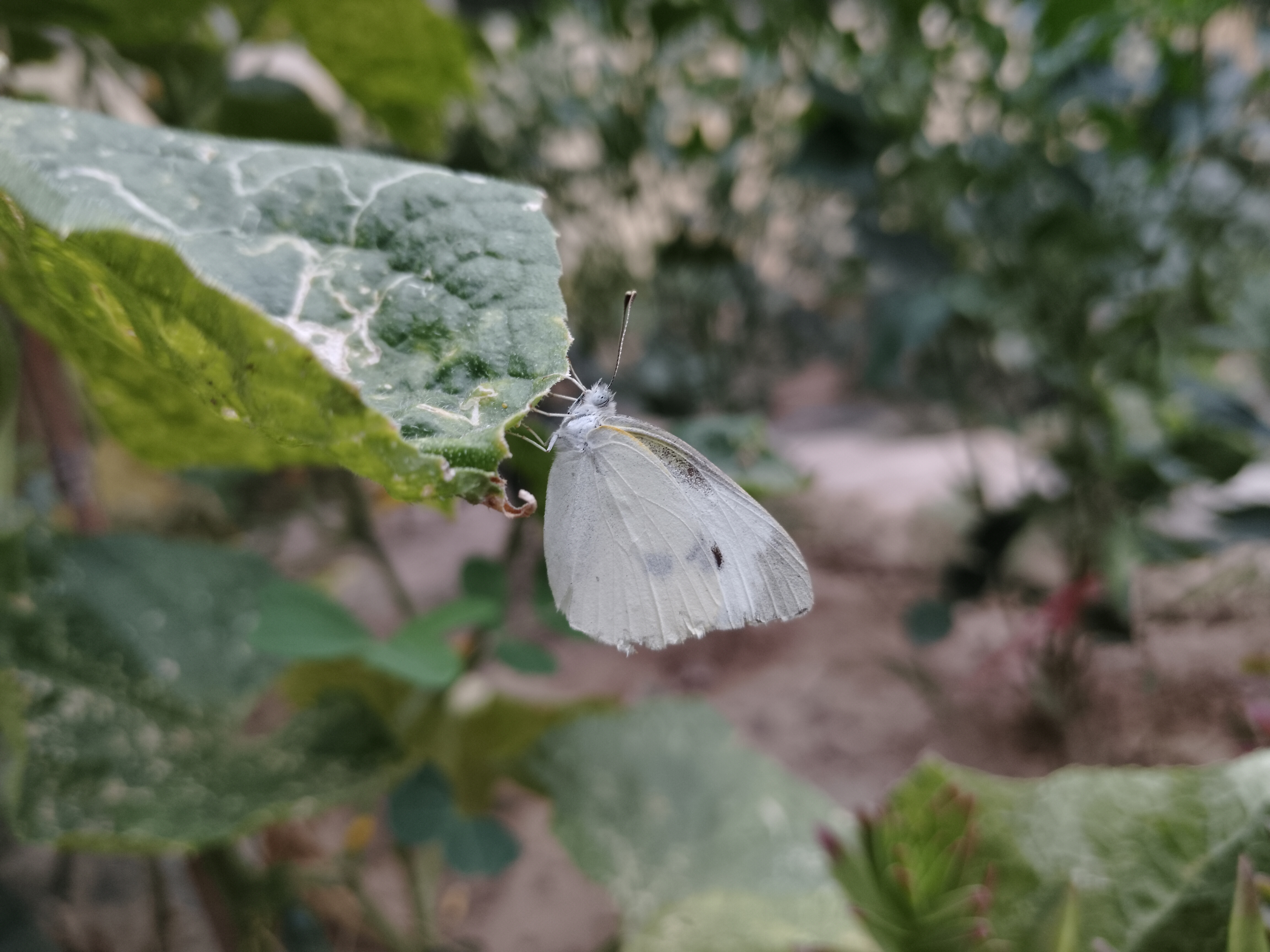 菜粉蝶