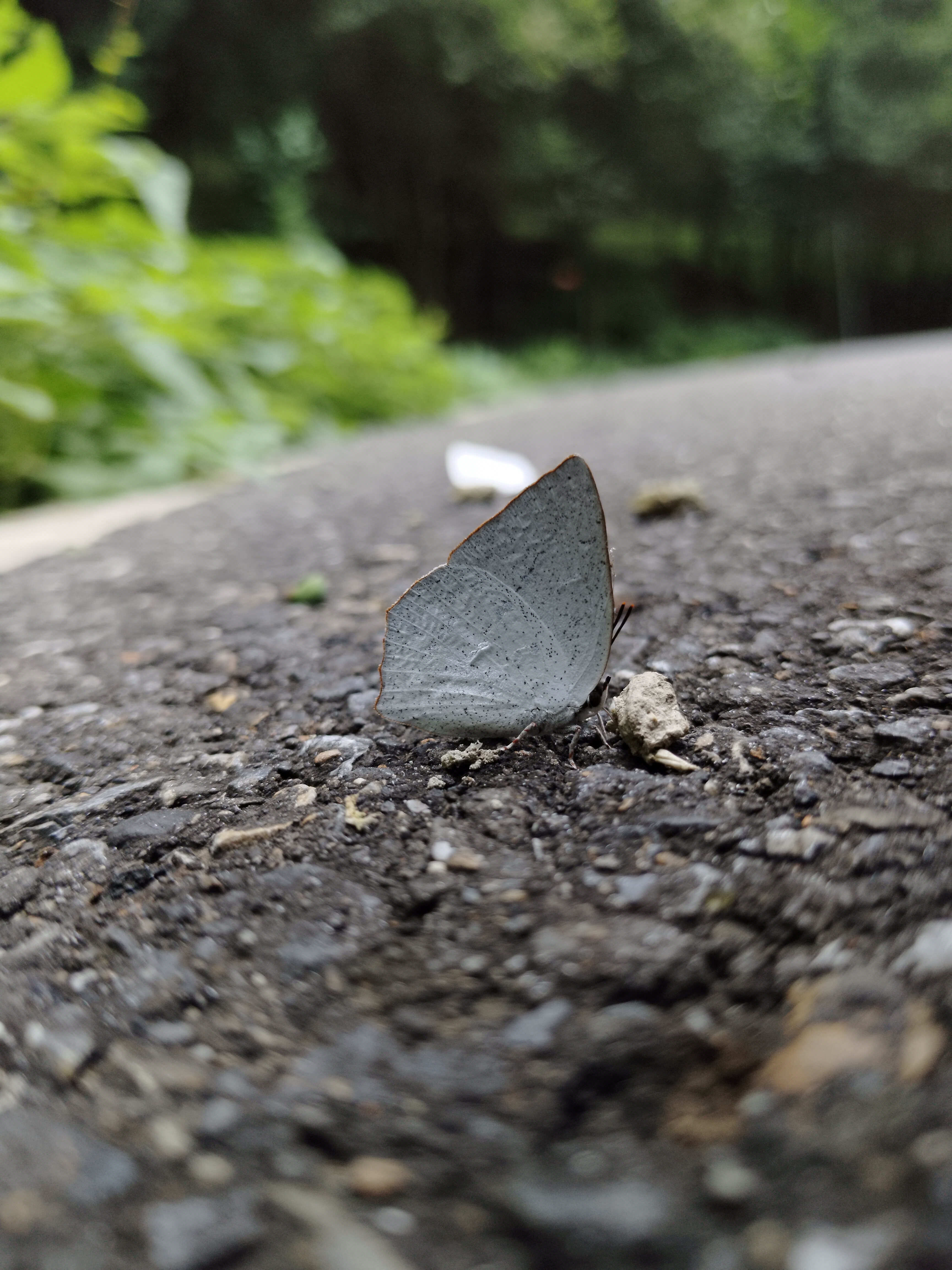 尖翅银灰蝶